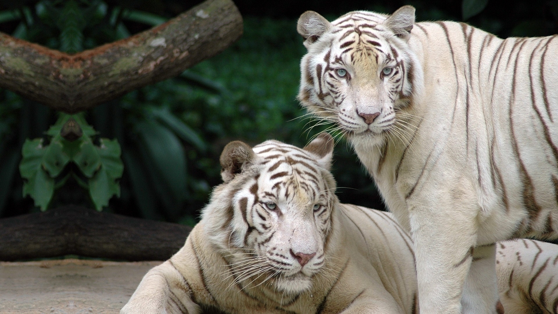 Descarga gratuita de fondo de pantalla para móvil de Tigre Blanco, Gatos, Animales.