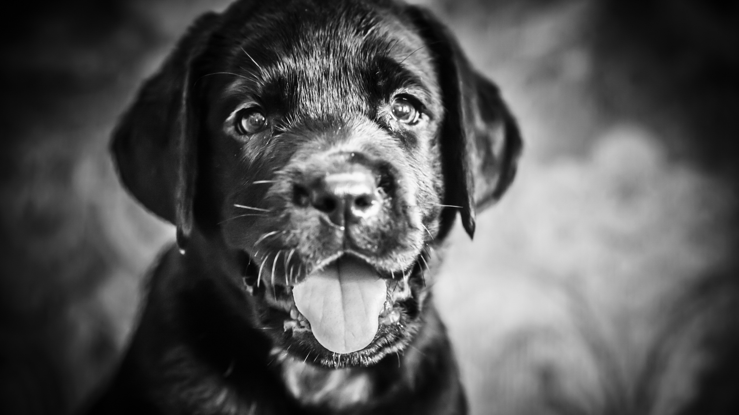 Free download wallpaper Animal, Puppy on your PC desktop