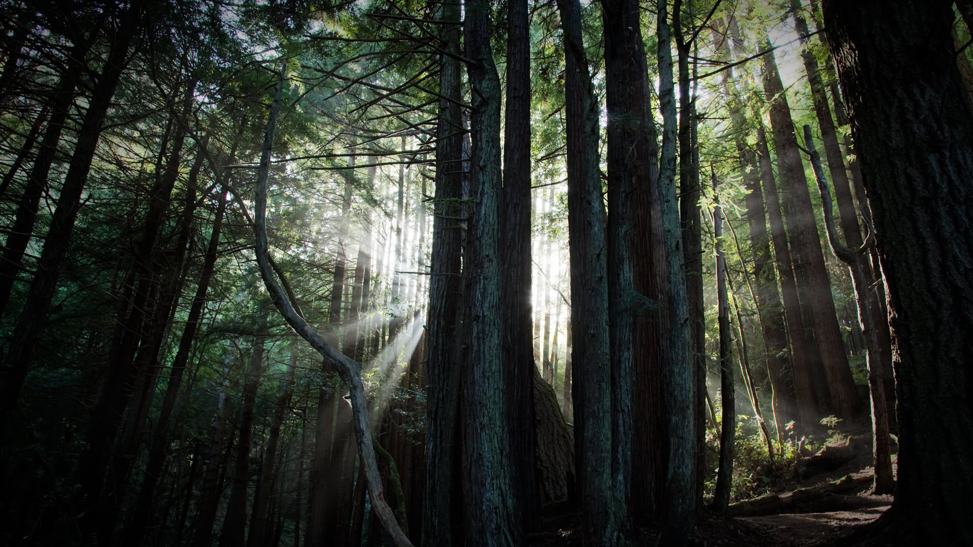 Téléchargez gratuitement l'image Forêt, Rayon De Soleil, Terre/nature sur le bureau de votre PC