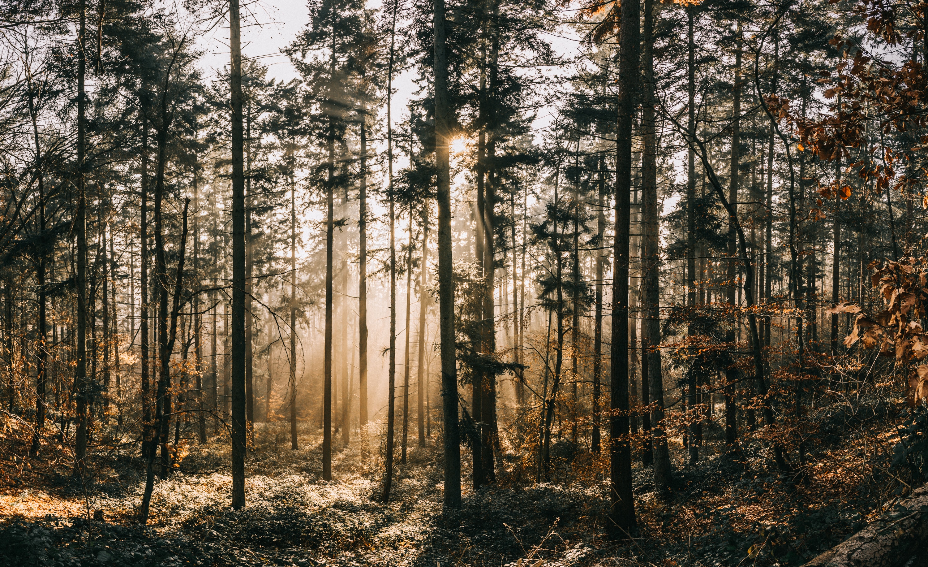 Download mobile wallpaper Fog, Sunlight, Forest, Nature, Dawn for free.