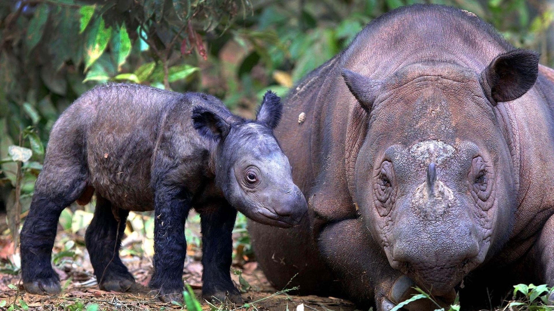 51739 télécharger l'image rhinocéros, se soucier, animaux, herbe, jeune, soin, joey - fonds d'écran et économiseurs d'écran gratuits