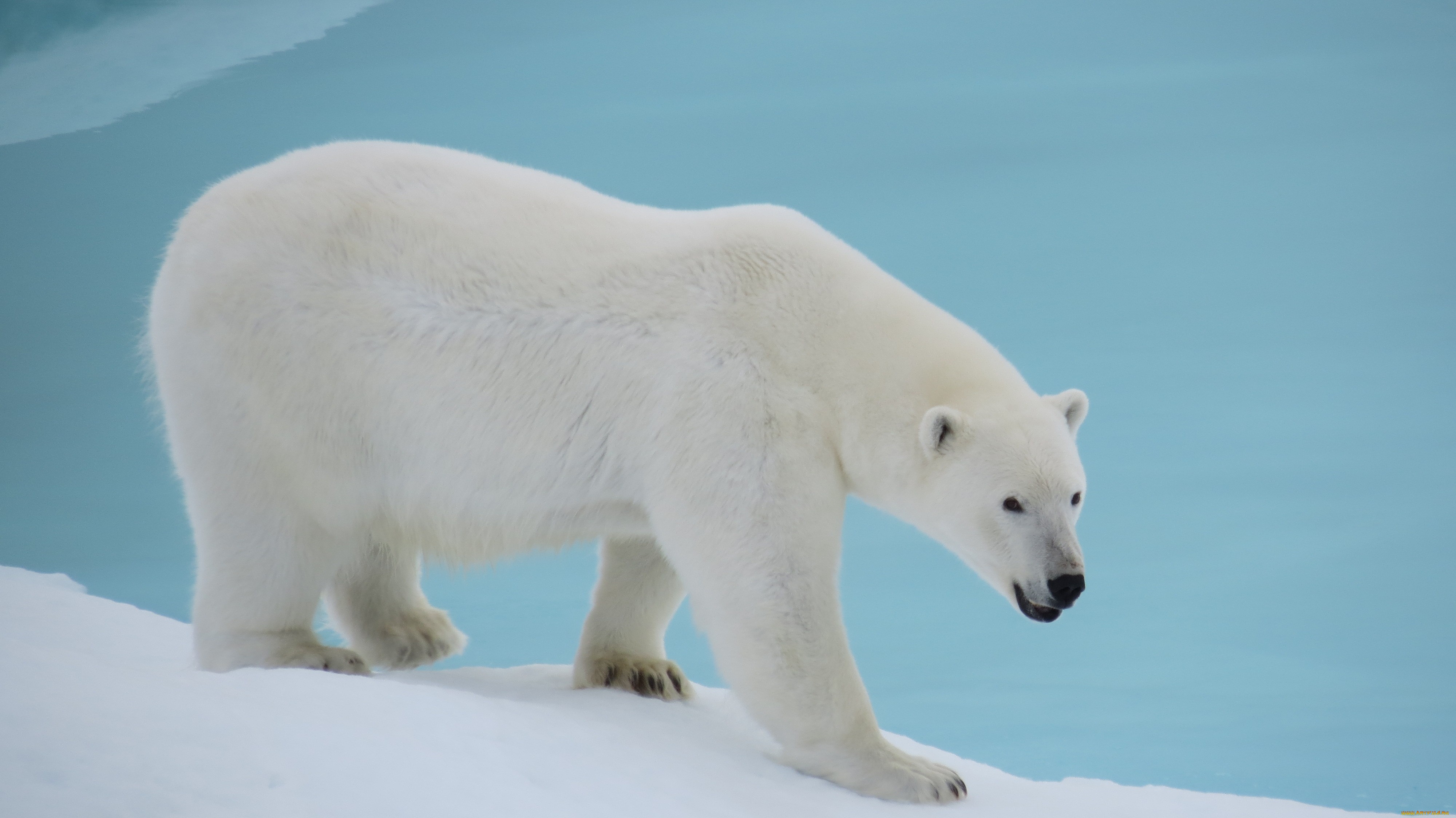 276073 baixar imagens animais, urso polar, ursos - papéis de parede e protetores de tela gratuitamente