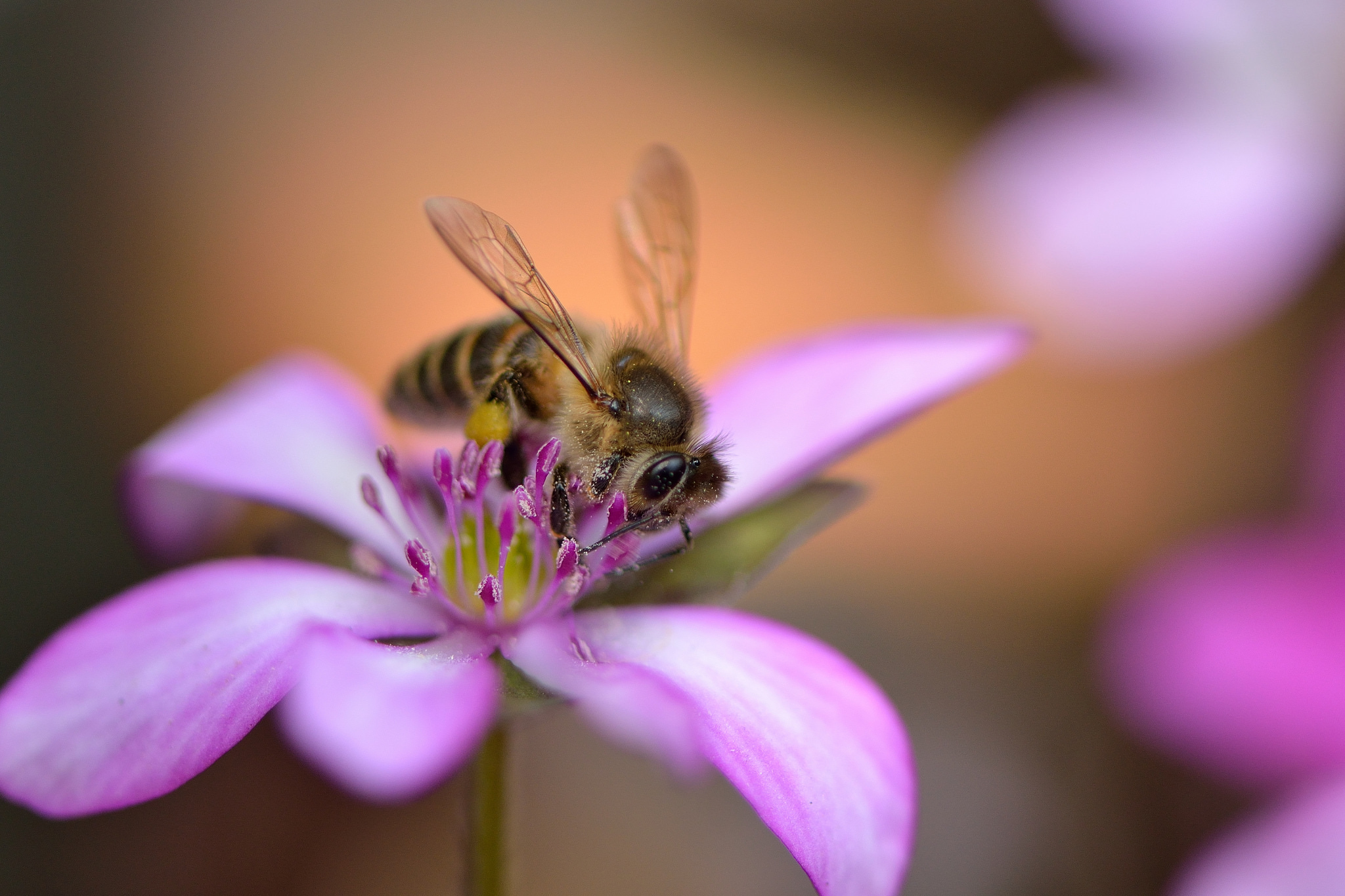 Download mobile wallpaper Nature, Insects, Flower, Macro, Insect, Bee, Animal, Pink Flower for free.