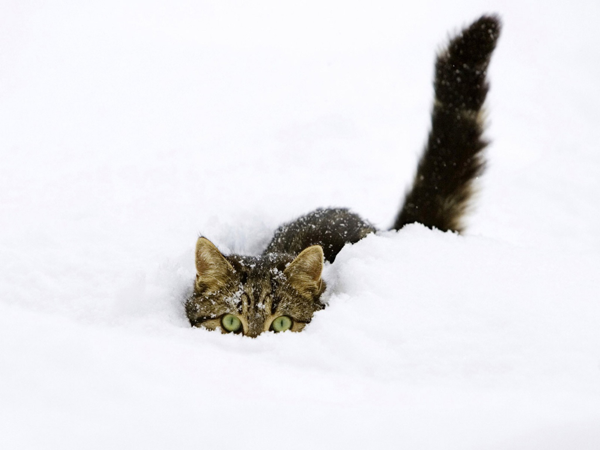 Baixe gratuitamente a imagem Animais, Gatos, Gato na área de trabalho do seu PC