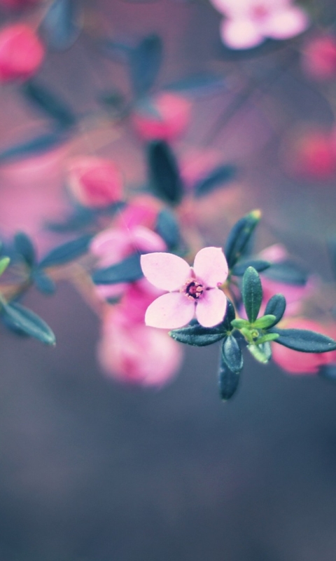 Descarga gratuita de fondo de pantalla para móvil de Flores, Flor, Flor Rosa, De Cerca, Tierra/naturaleza.