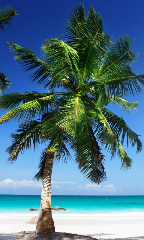 Download mobile wallpaper Beach, Horizon, Ocean, Earth, Tropical, Palm Tree for free.