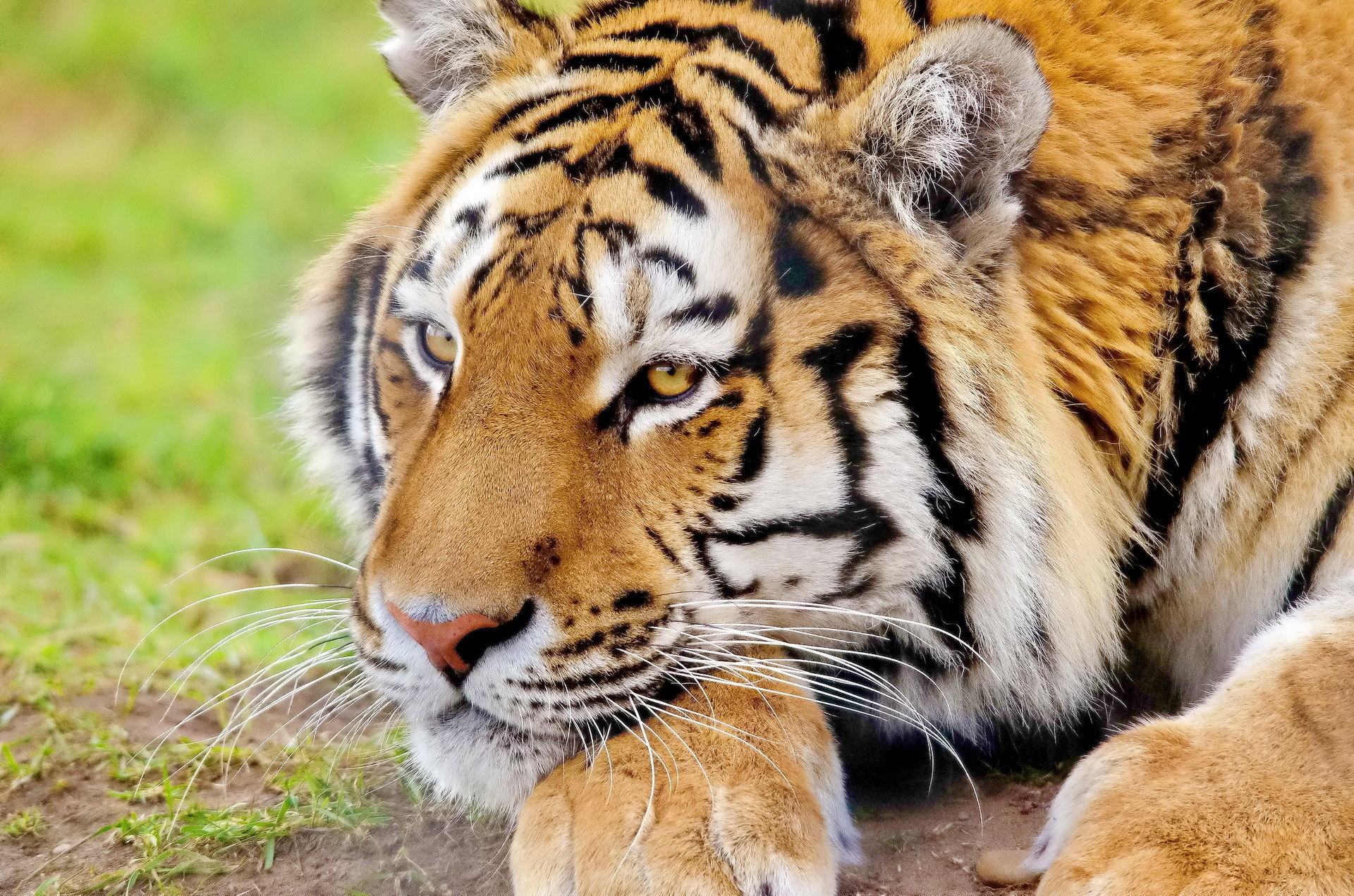 Download mobile wallpaper Muzzle, Predator, Animals, Rest, Relaxation, Tiger for free.