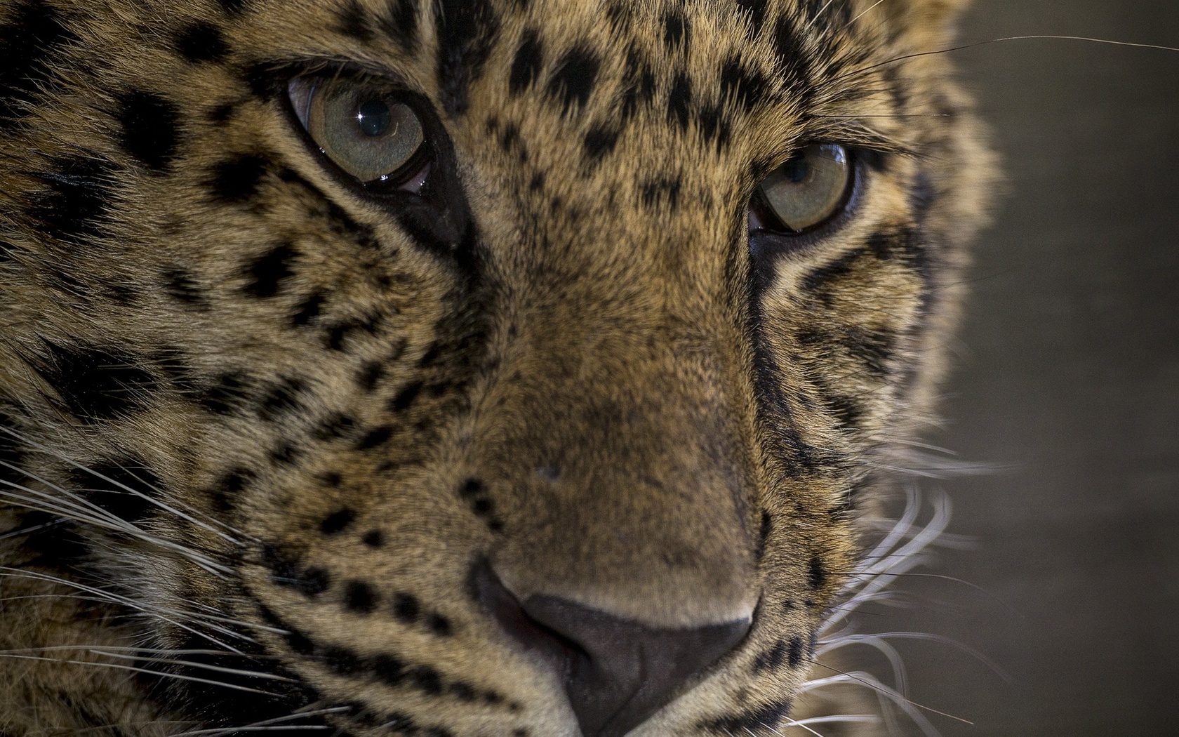 Descarga gratuita de fondo de pantalla para móvil de Animales, Gatos, Leopardo.