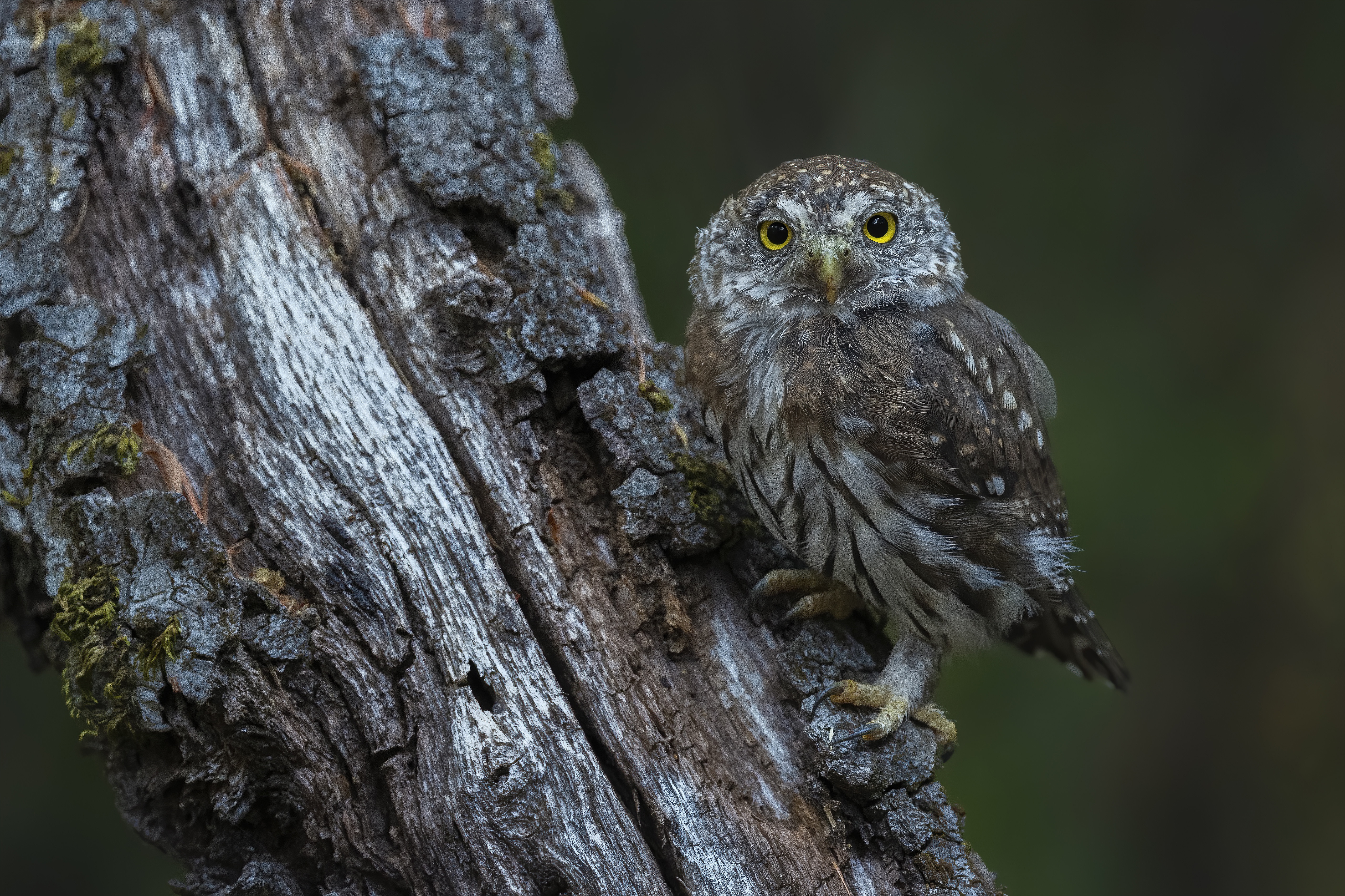 Laden Sie das Tiere, Vögel, Eule-Bild kostenlos auf Ihren PC-Desktop herunter