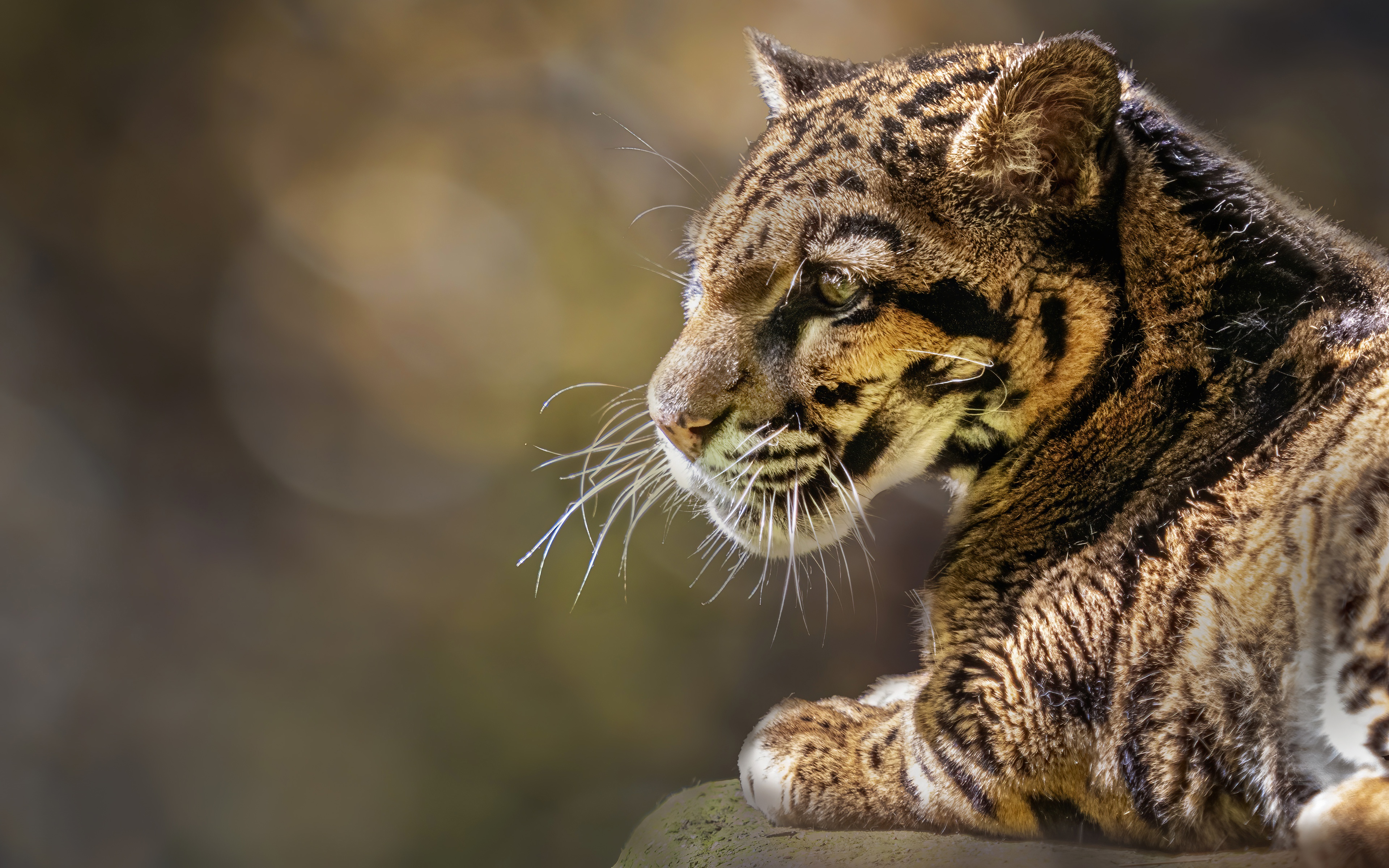 487620 скачать обои животные, дымчатый леопард, кошки - заставки и картинки бесплатно