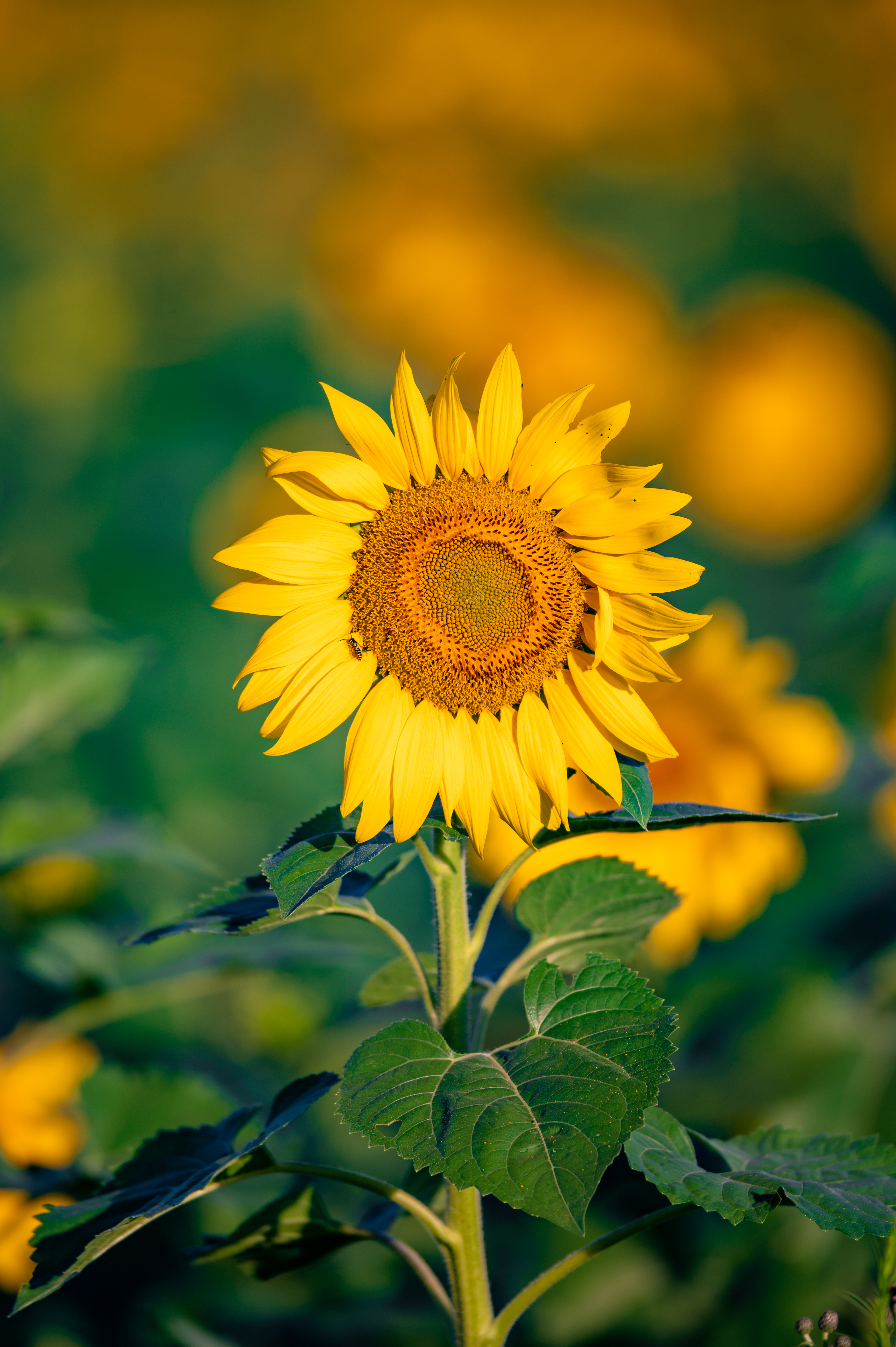 Free download wallpaper Sunflower, Flowers, Flower, Petals, Focus on your PC desktop