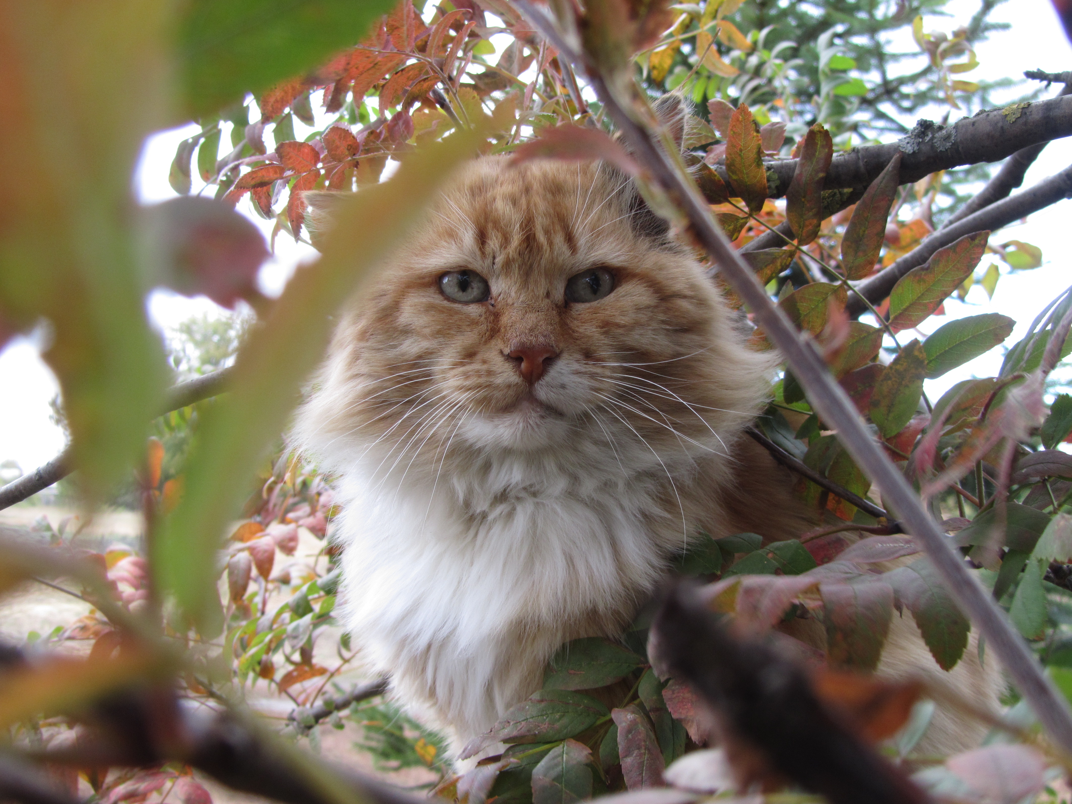 Laden Sie das Tiere, Katzen, Katze-Bild kostenlos auf Ihren PC-Desktop herunter