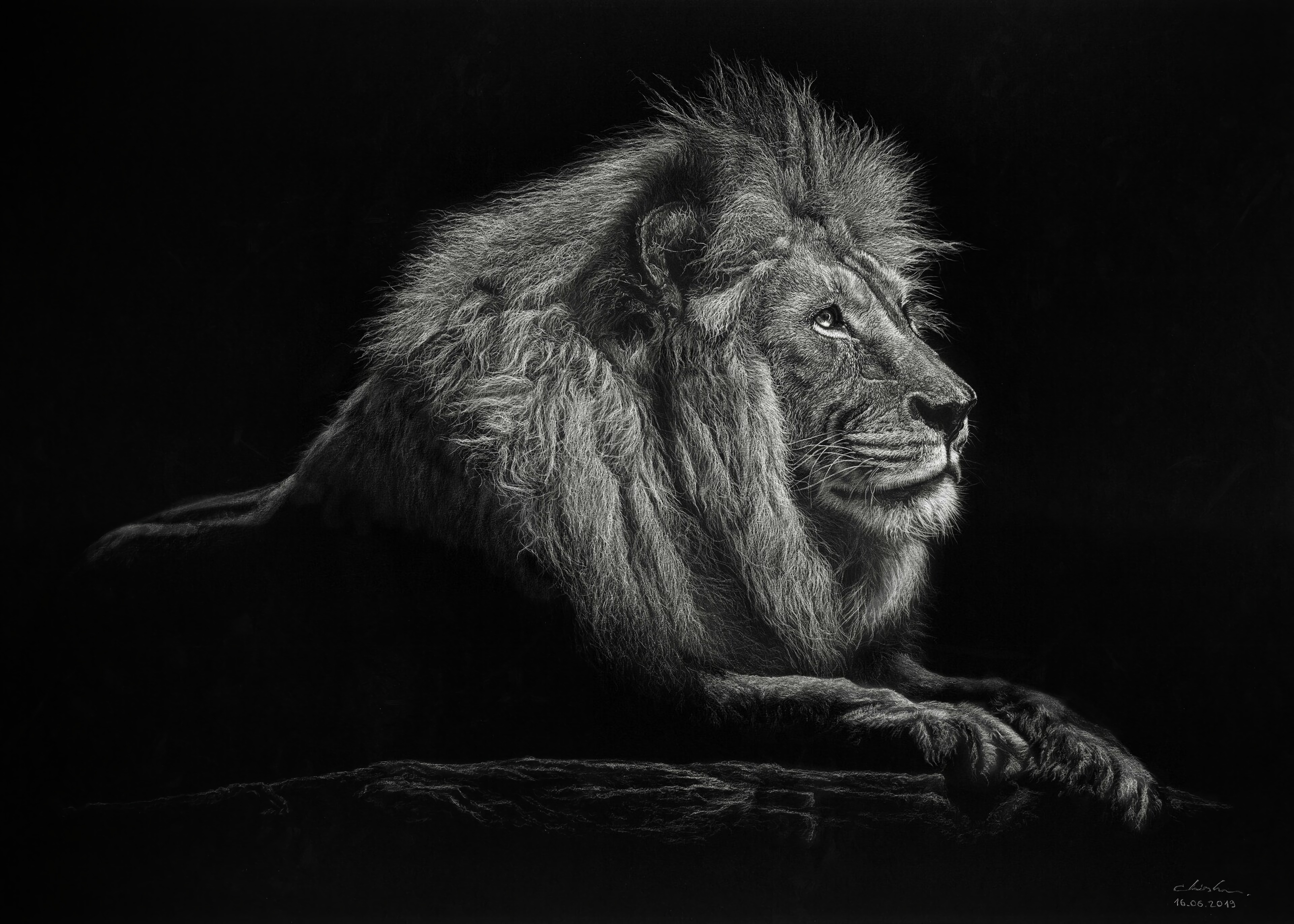 80635 descargar imagen un leon, arte, león, gato grande, bw, chb, melena, rey de las bestias: fondos de pantalla y protectores de pantalla gratis