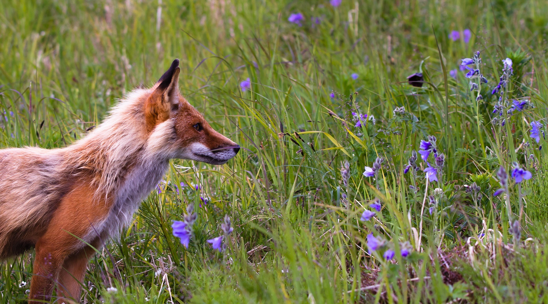 Handy-Wallpaper Feld, Ein Fuchs, Grass, Tiere, Fuchs, Blumen kostenlos herunterladen.