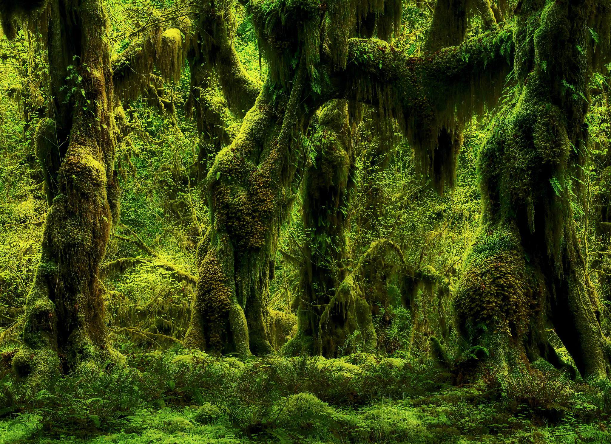 Download mobile wallpaper Forest, Tree, Earth, Moss for free.