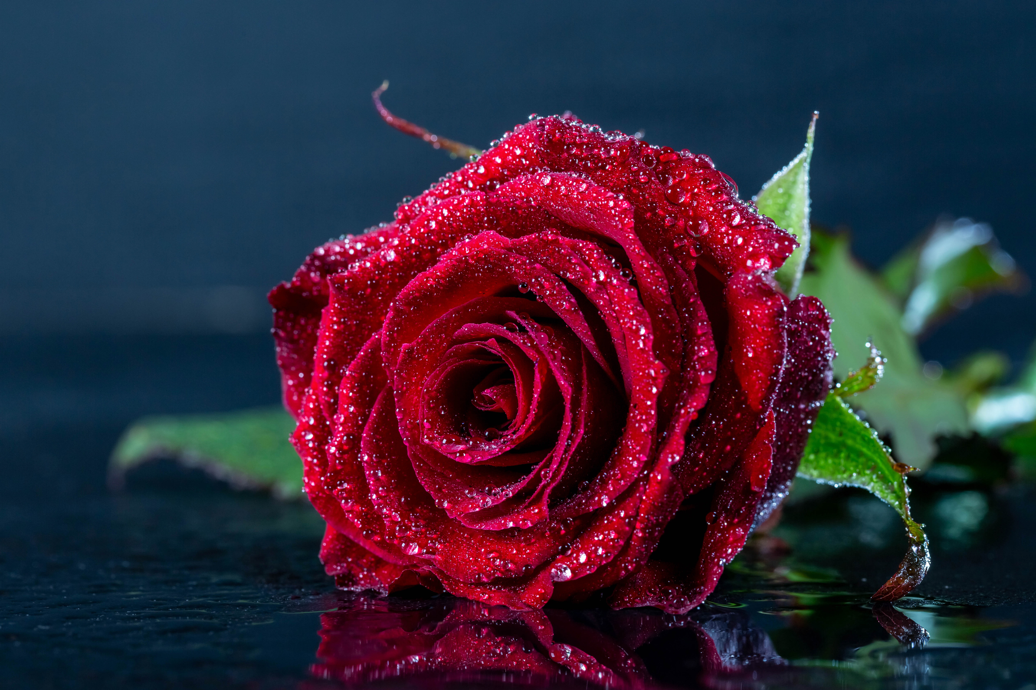 Download mobile wallpaper Flowers, Flower, Rose, Earth, Red Rose, Water Drop for free.