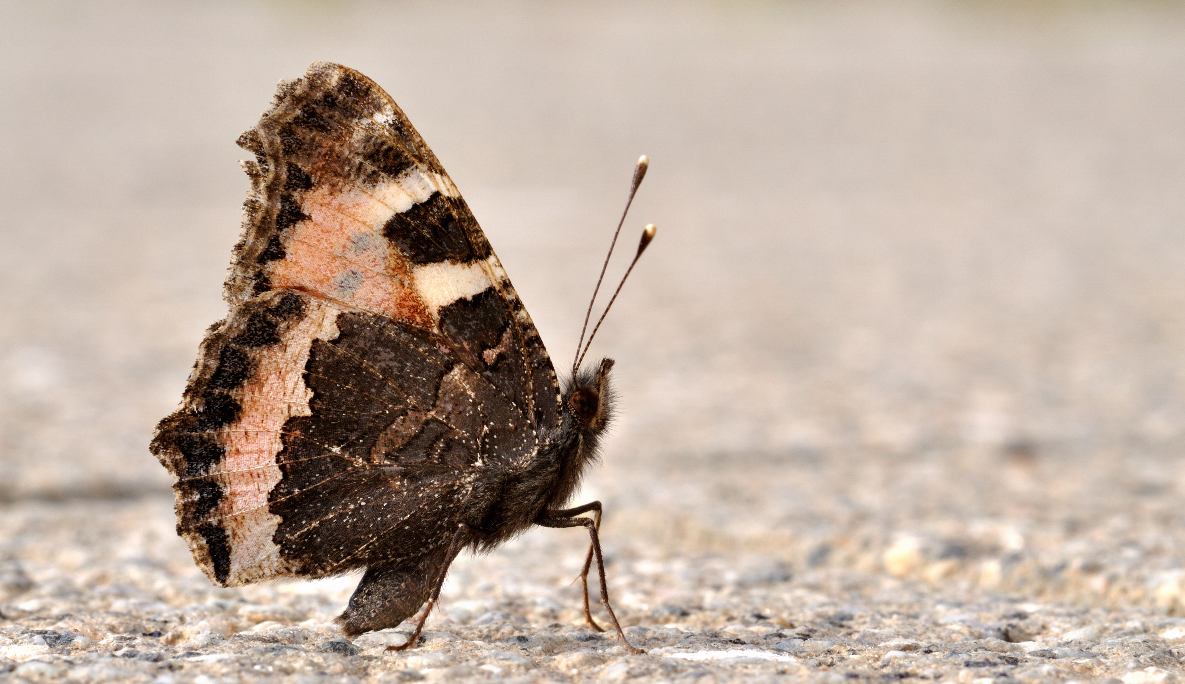 Descarga gratuita de fondo de pantalla para móvil de Animales, Mariposa.