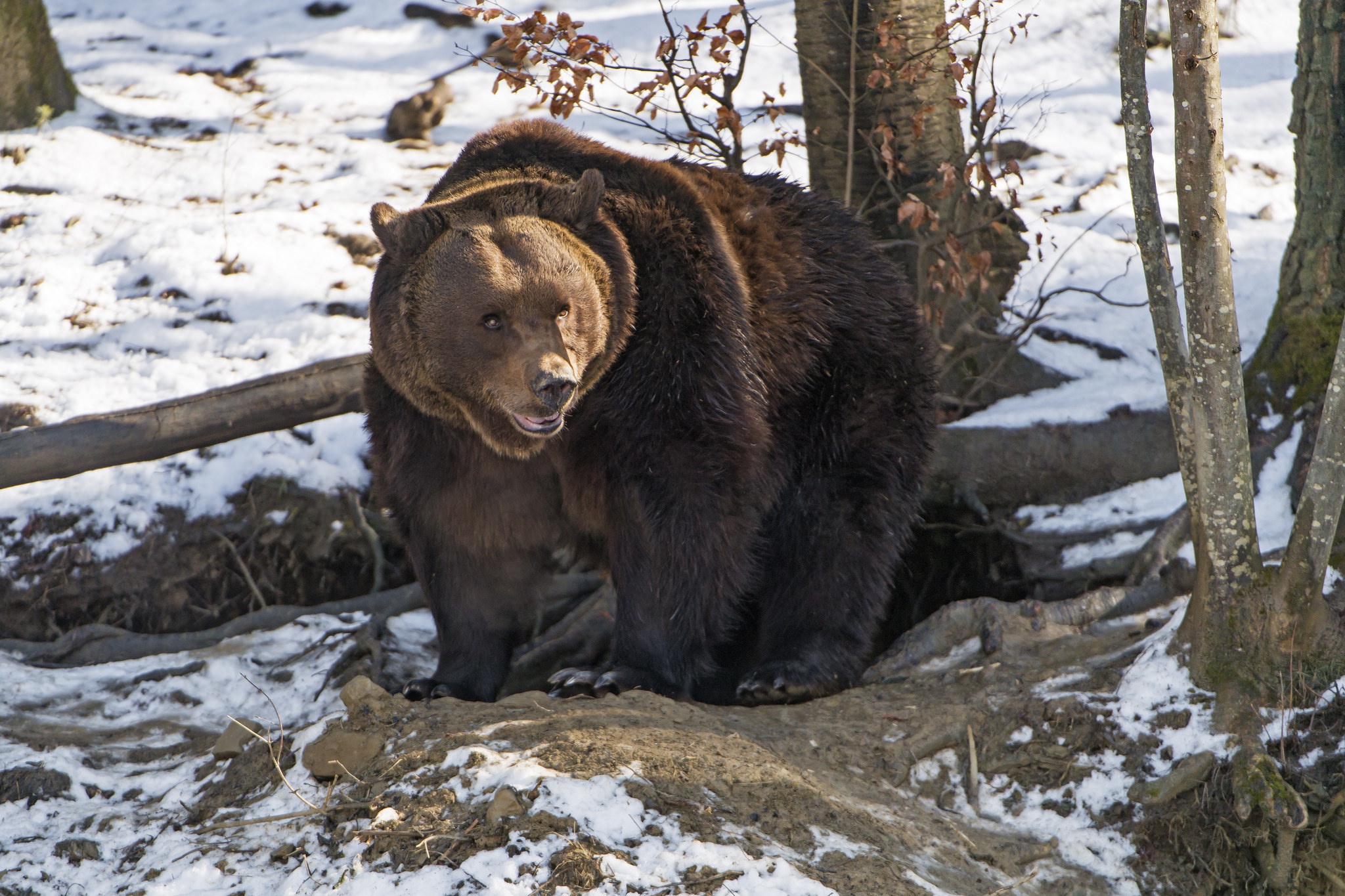 Baixe gratuitamente a imagem Animais, Inverno, Urso, Ursos na área de trabalho do seu PC