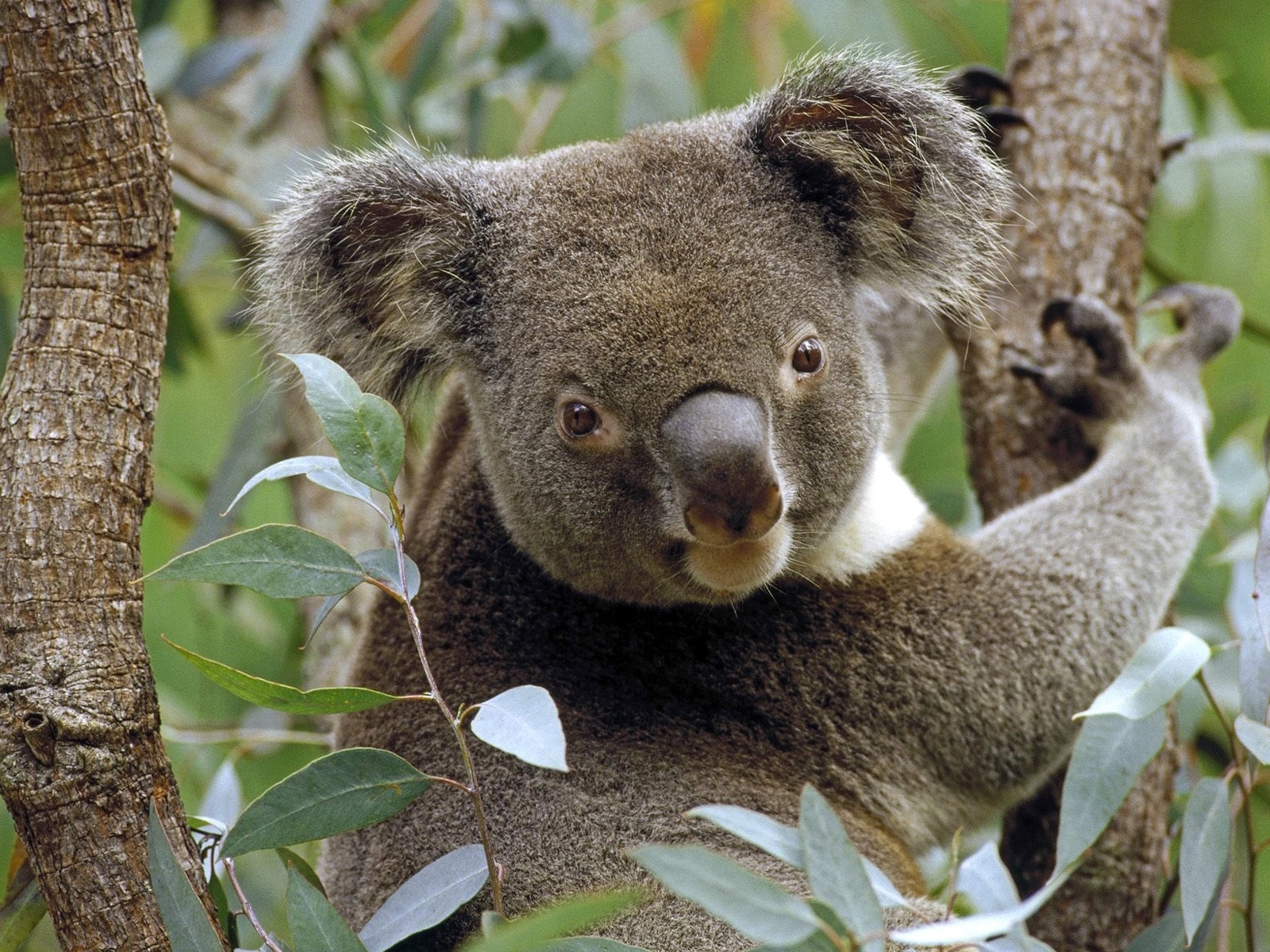 4265 descargar fondo de pantalla animales, koalas: protectores de pantalla e imágenes gratis
