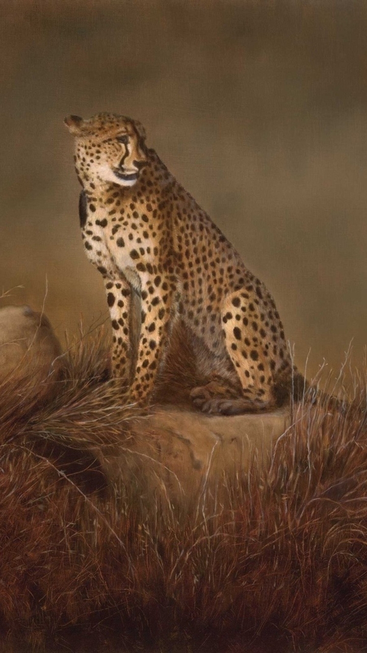 Download mobile wallpaper Cats, Cheetah, Animal for free.