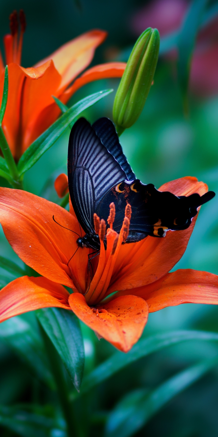 Handy-Wallpaper Tiere, Schmetterlinge, Blume, Makro, Insekt, Lilie, Orangene Blume kostenlos herunterladen.