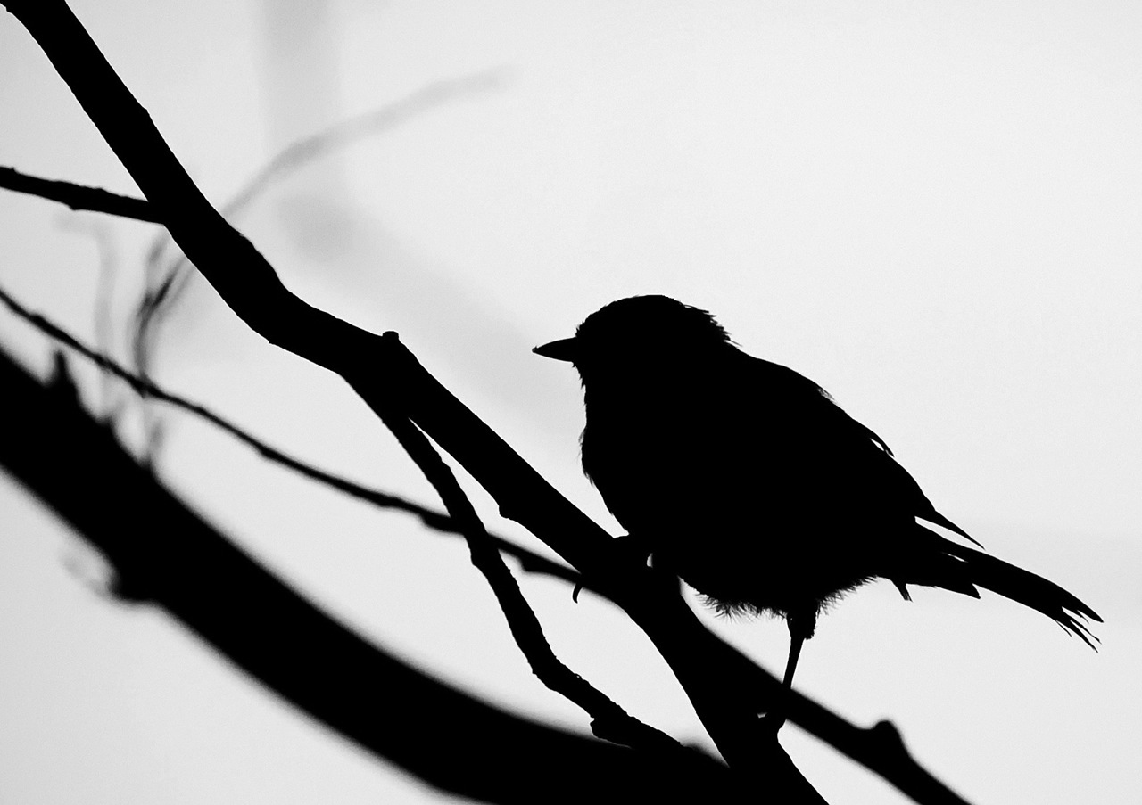 Download mobile wallpaper Bird, Photography, Black & White for free.