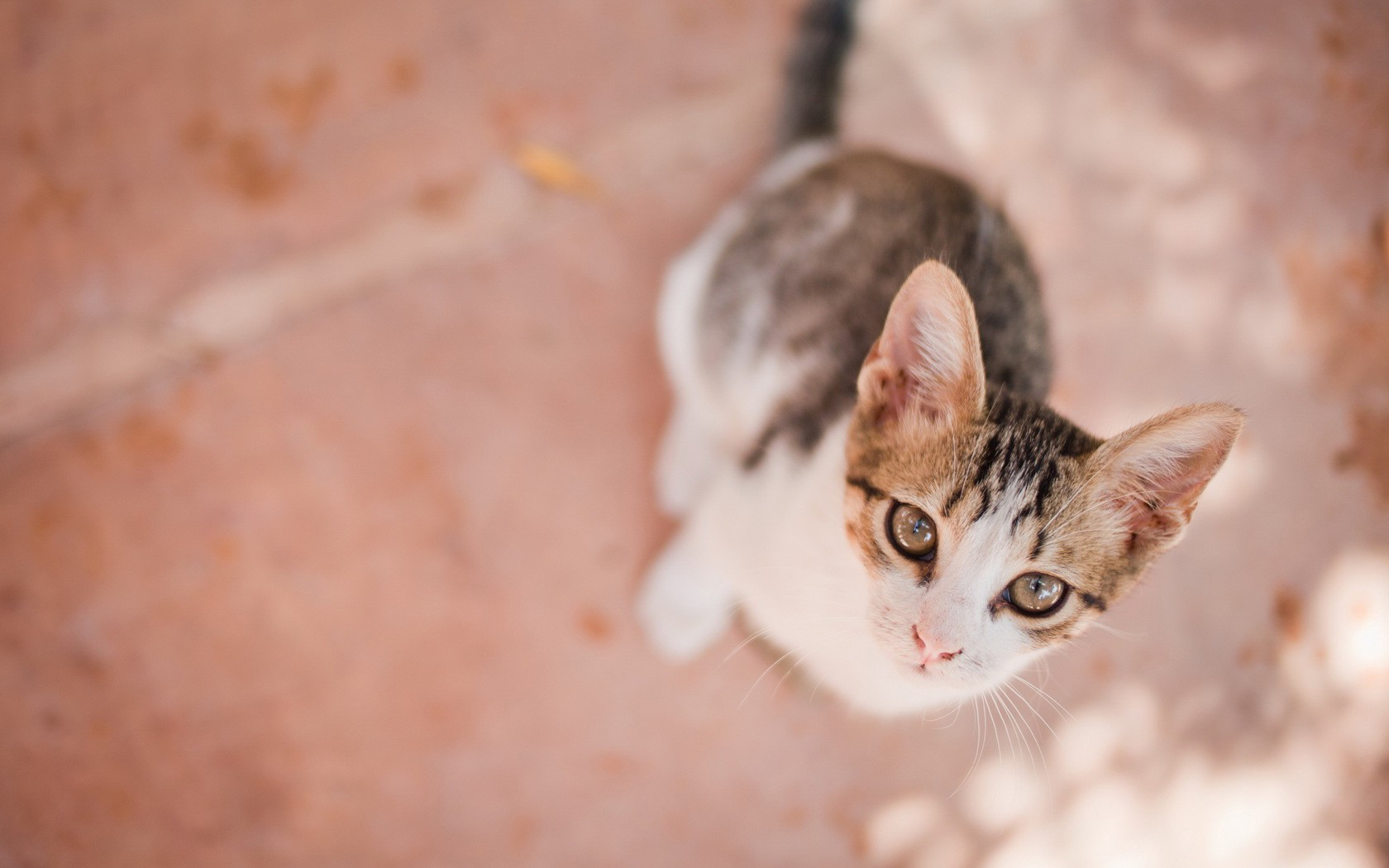 Baixe gratuitamente a imagem Gato, Gatos, Animais na área de trabalho do seu PC