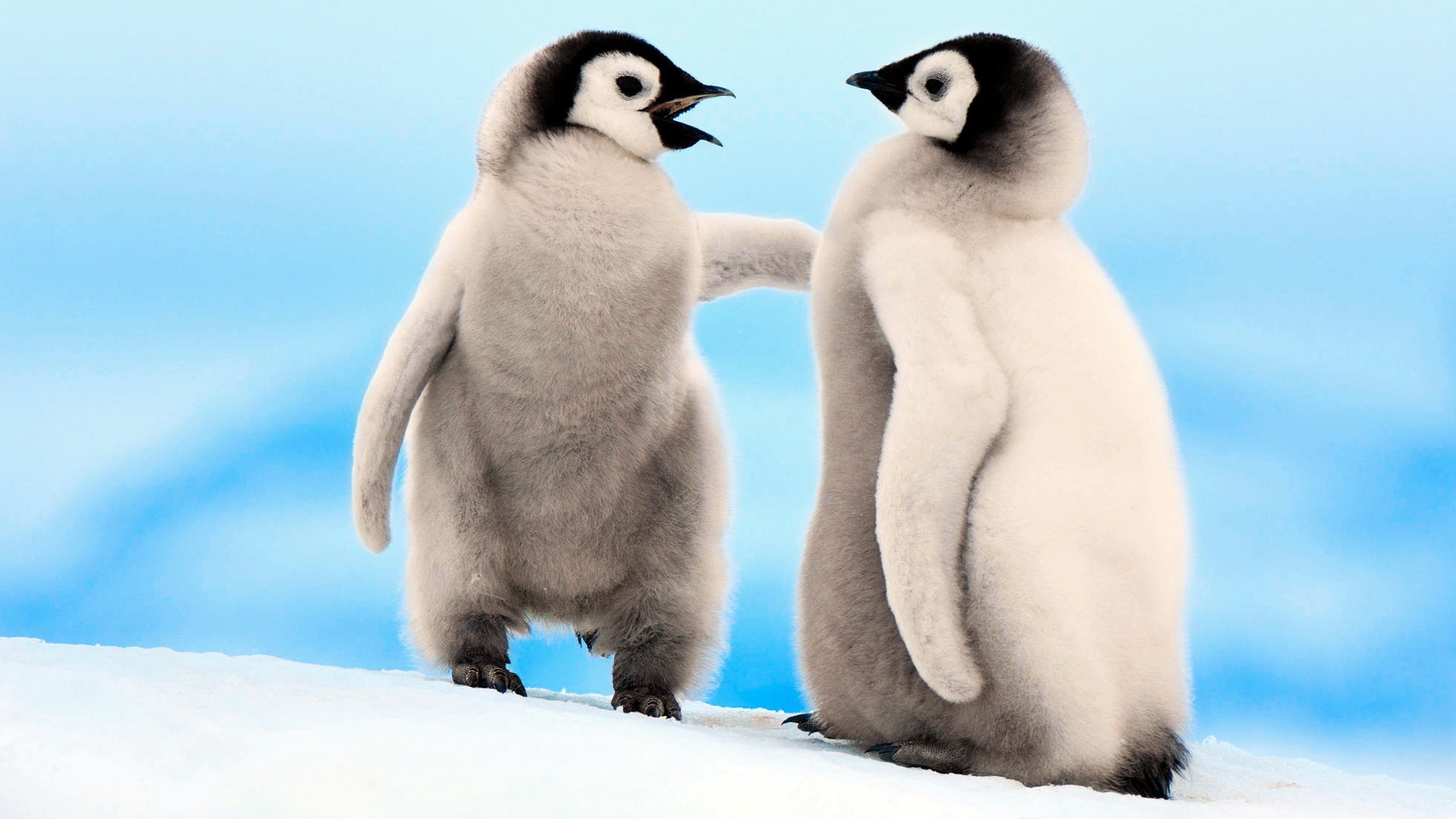 Скачать обои Императорский Пингвин на телефон бесплатно