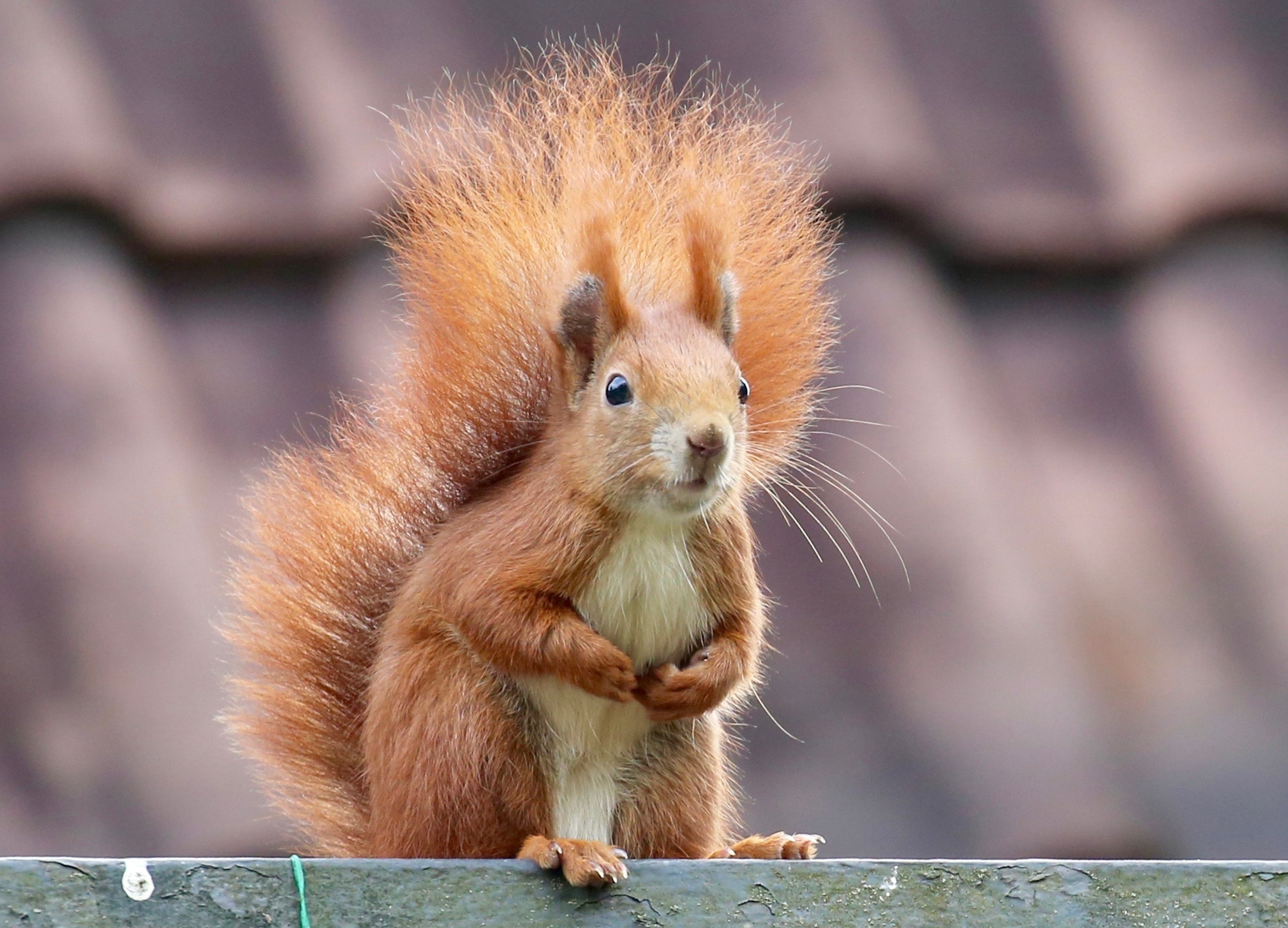 Download mobile wallpaper Squirrel, Animal, Rodent for free.