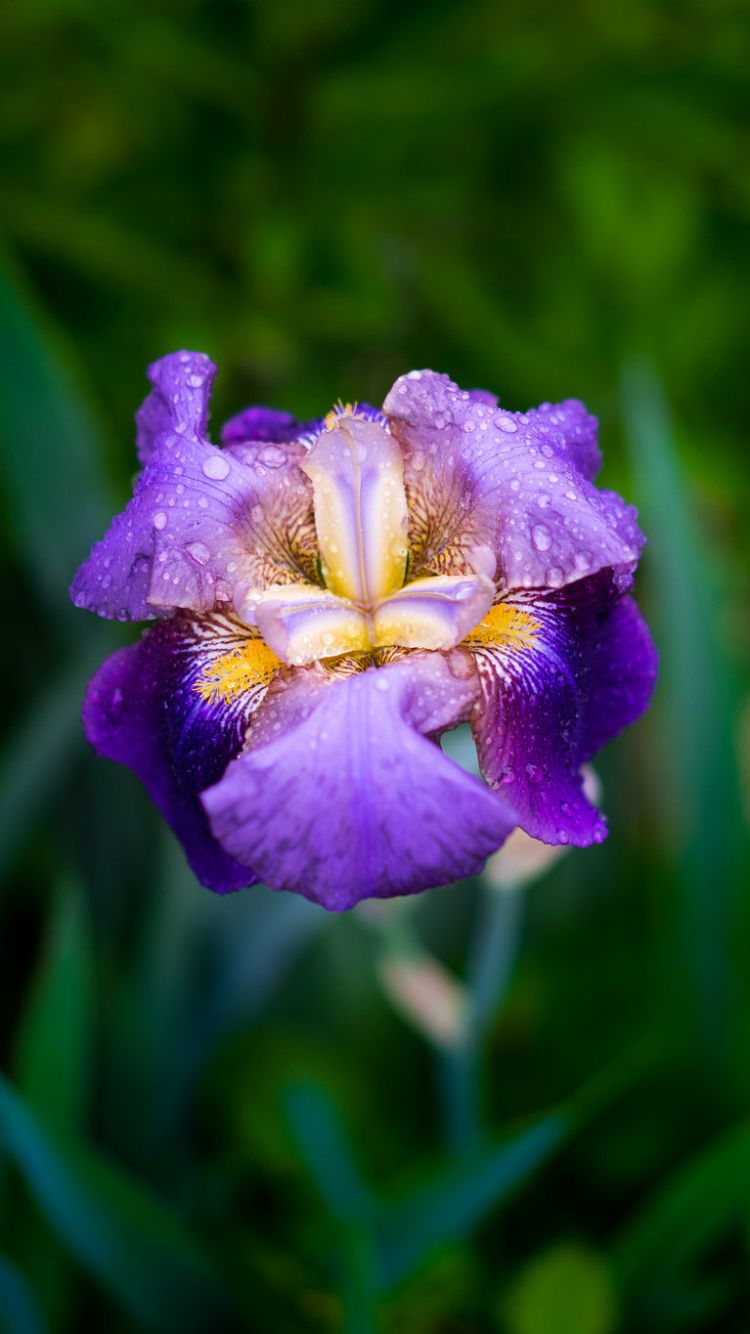 Download mobile wallpaper Nature, Flowers, Iris, Flower, Close Up, Earth, Purple Flower, Water Drop for free.