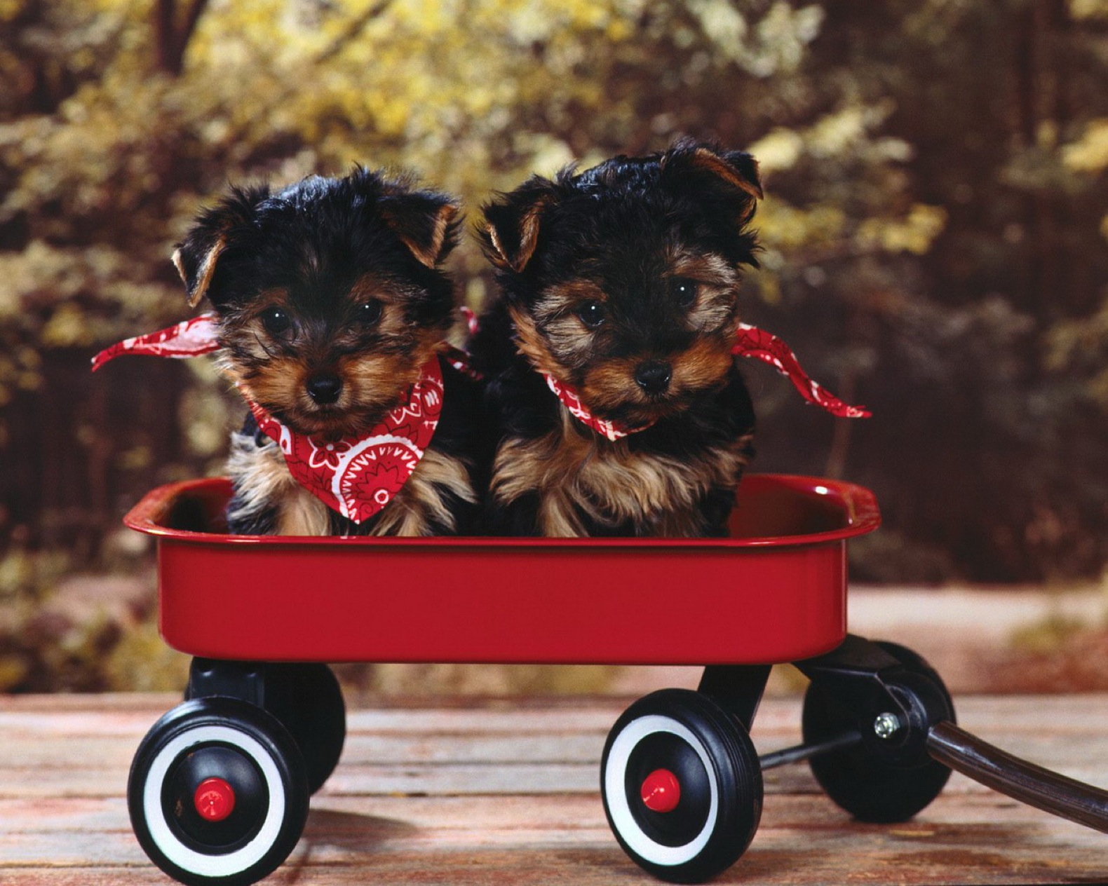 Téléchargez des papiers peints mobile Animaux, Chien gratuitement.