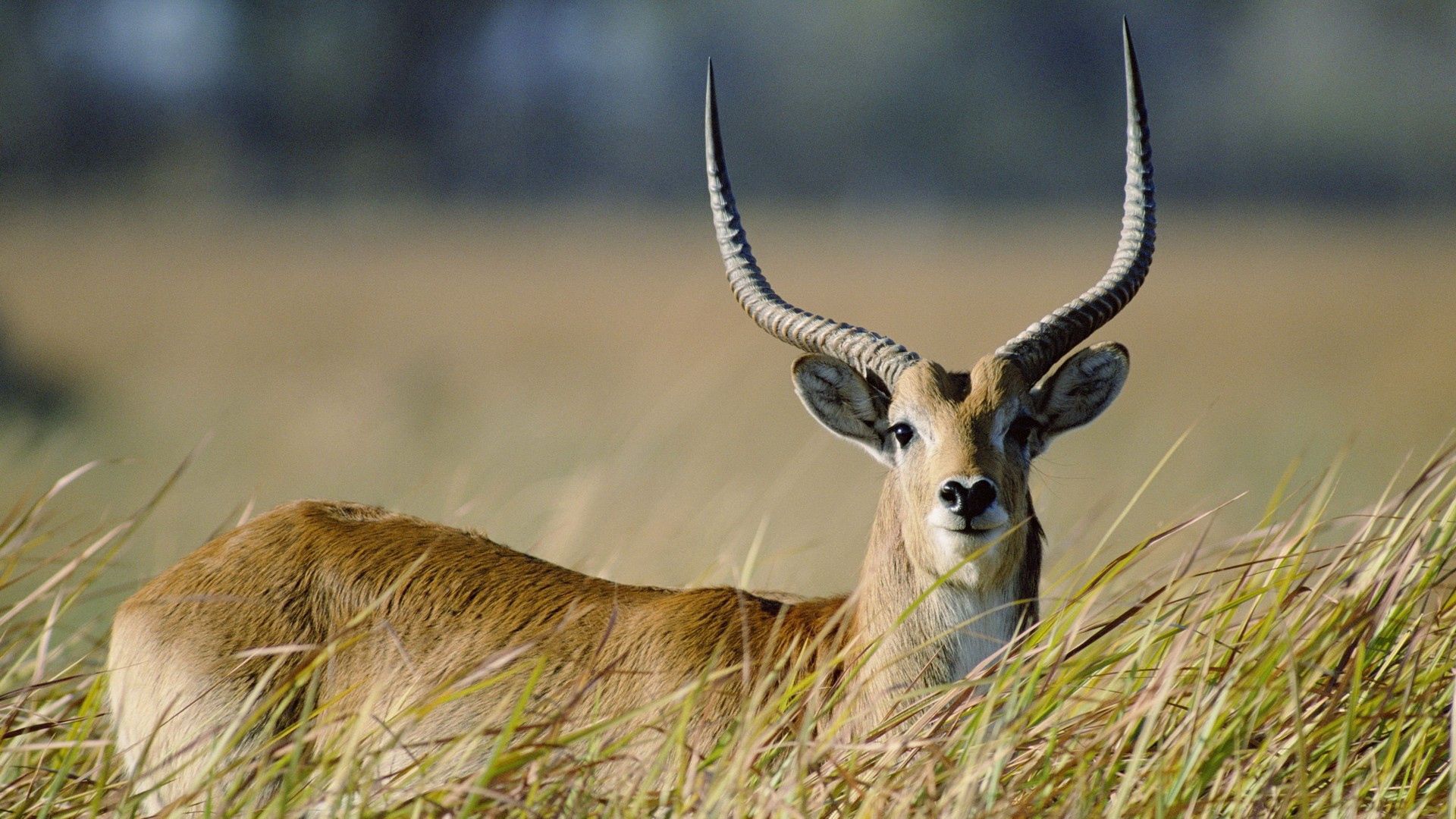 Download mobile wallpaper Grass, Antelope, Animals, Stroll, Horns for free.