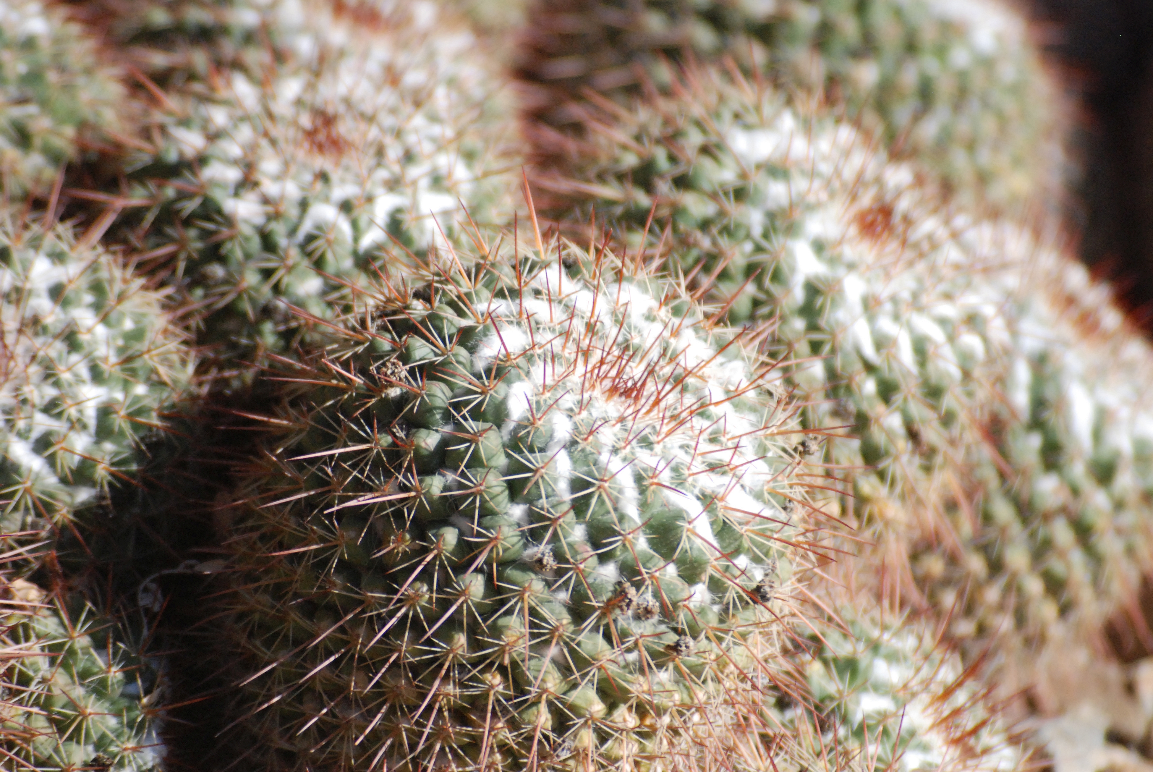 Desktop home screen Wallpaper  Cactus