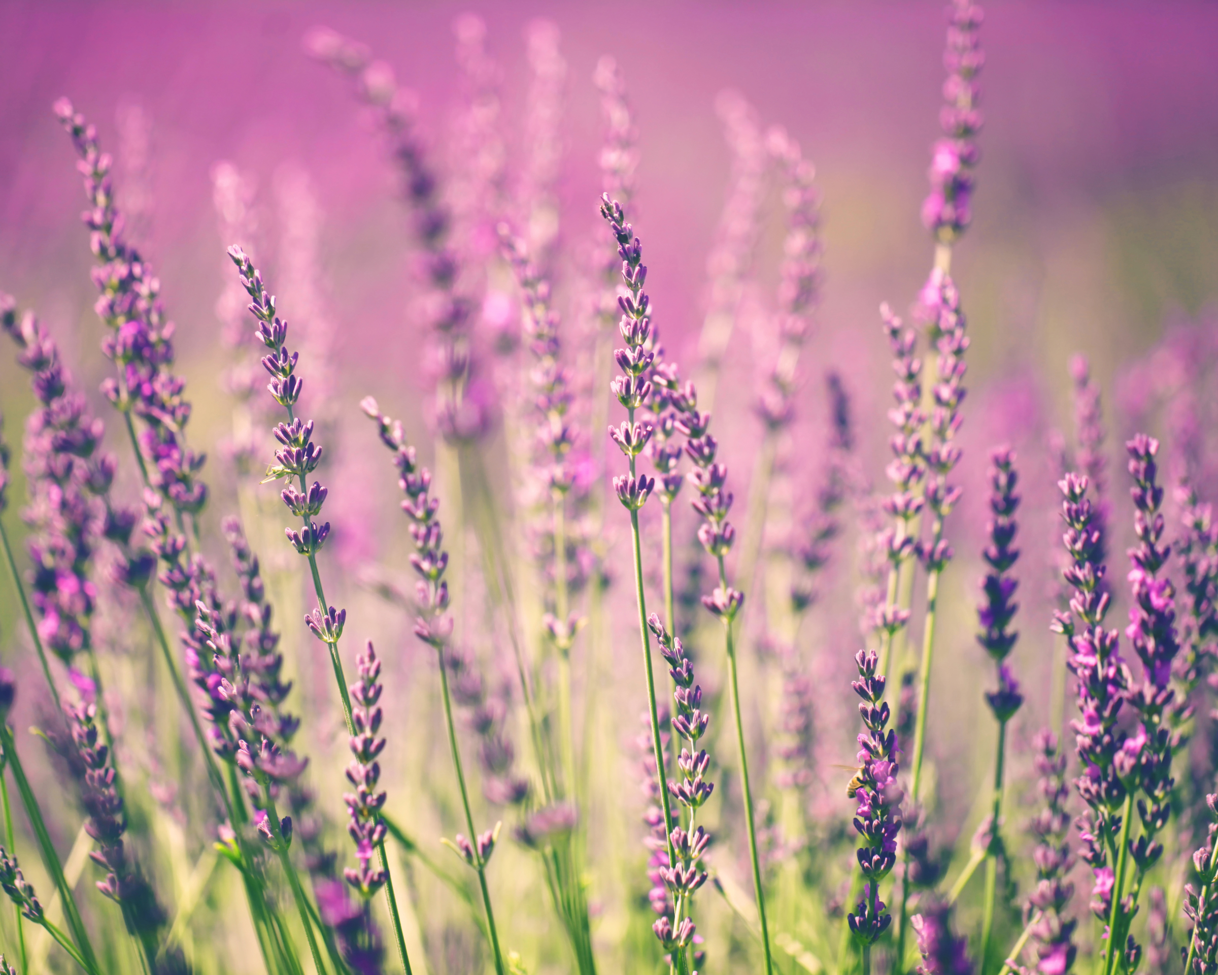 Download mobile wallpaper Nature, Flowers, Flower, Earth, Lavender, Pink Flower for free.