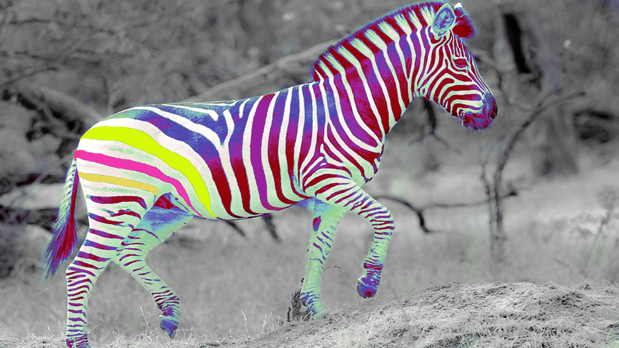 Baixar papel de parede para celular de Zebra, Animais, Engraçado gratuito.