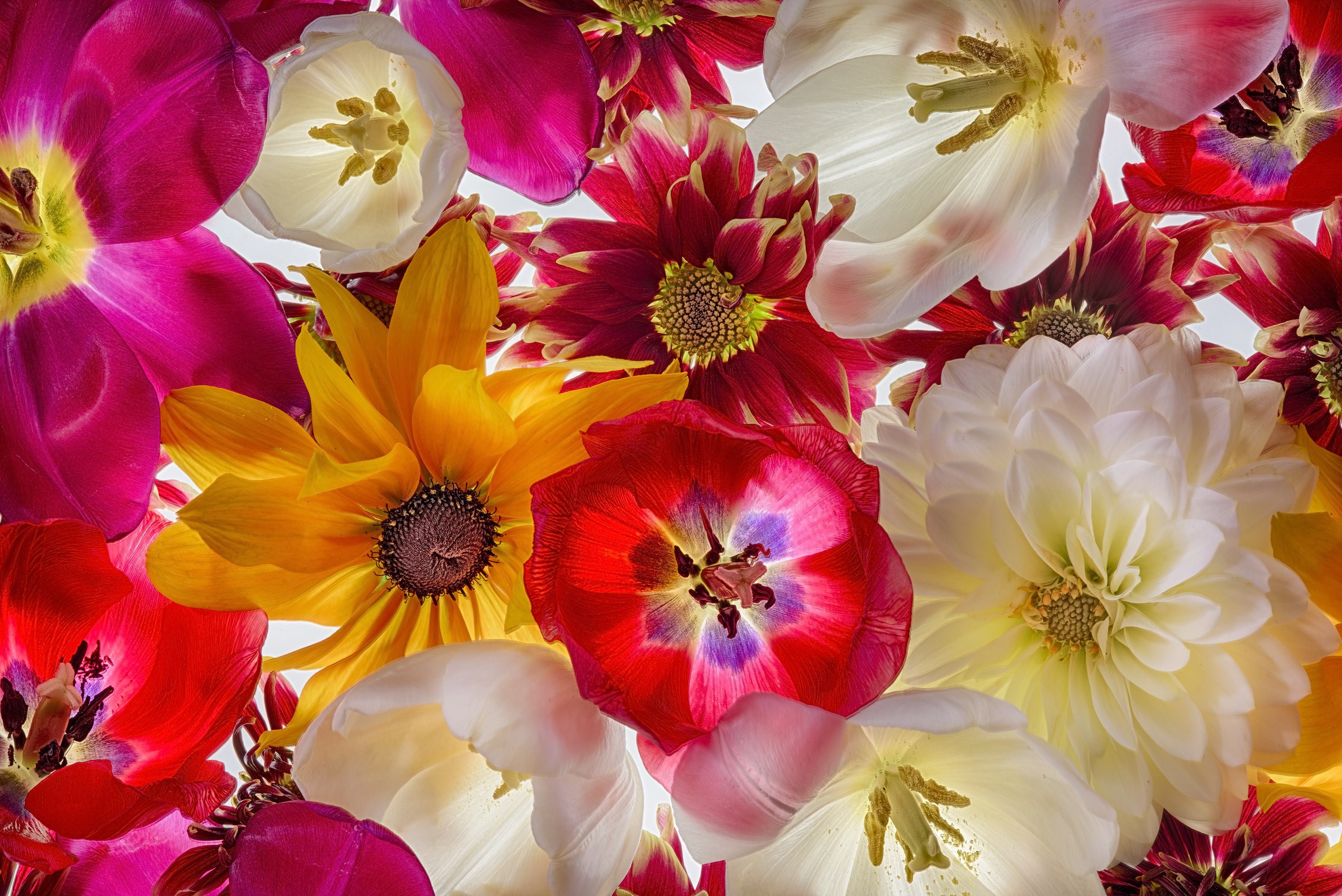 Handy-Wallpaper Blumen, Blume, Farben, Bunt, Erde/natur kostenlos herunterladen.