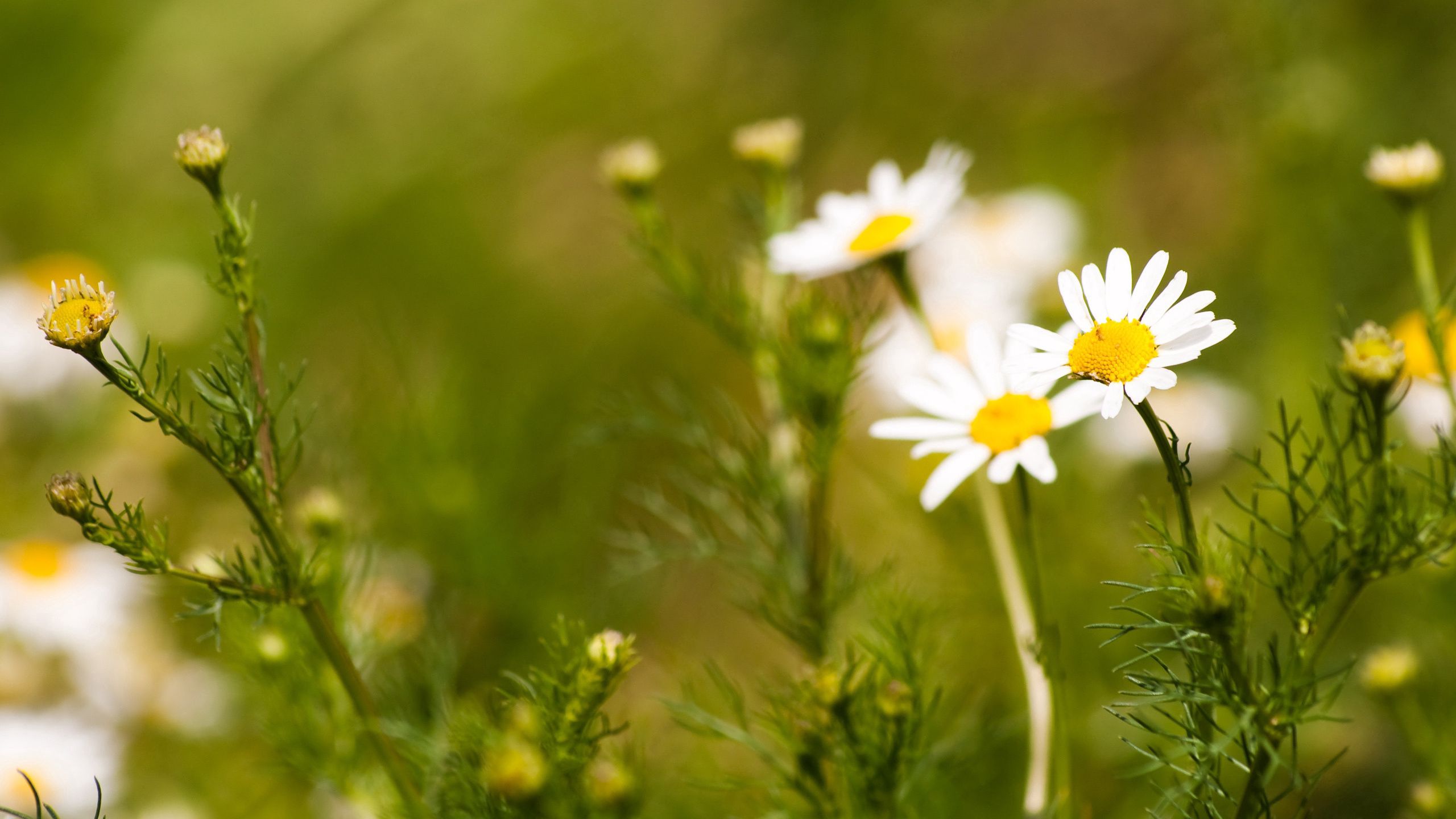Download mobile wallpaper Field, Camomile, Flowers, Nature for free.
