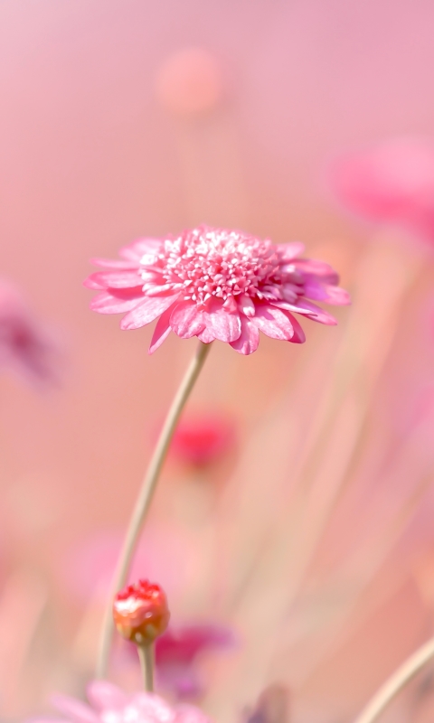 Download mobile wallpaper Nature, Flowers, Flower, Earth, Bokeh, Pink Flower for free.