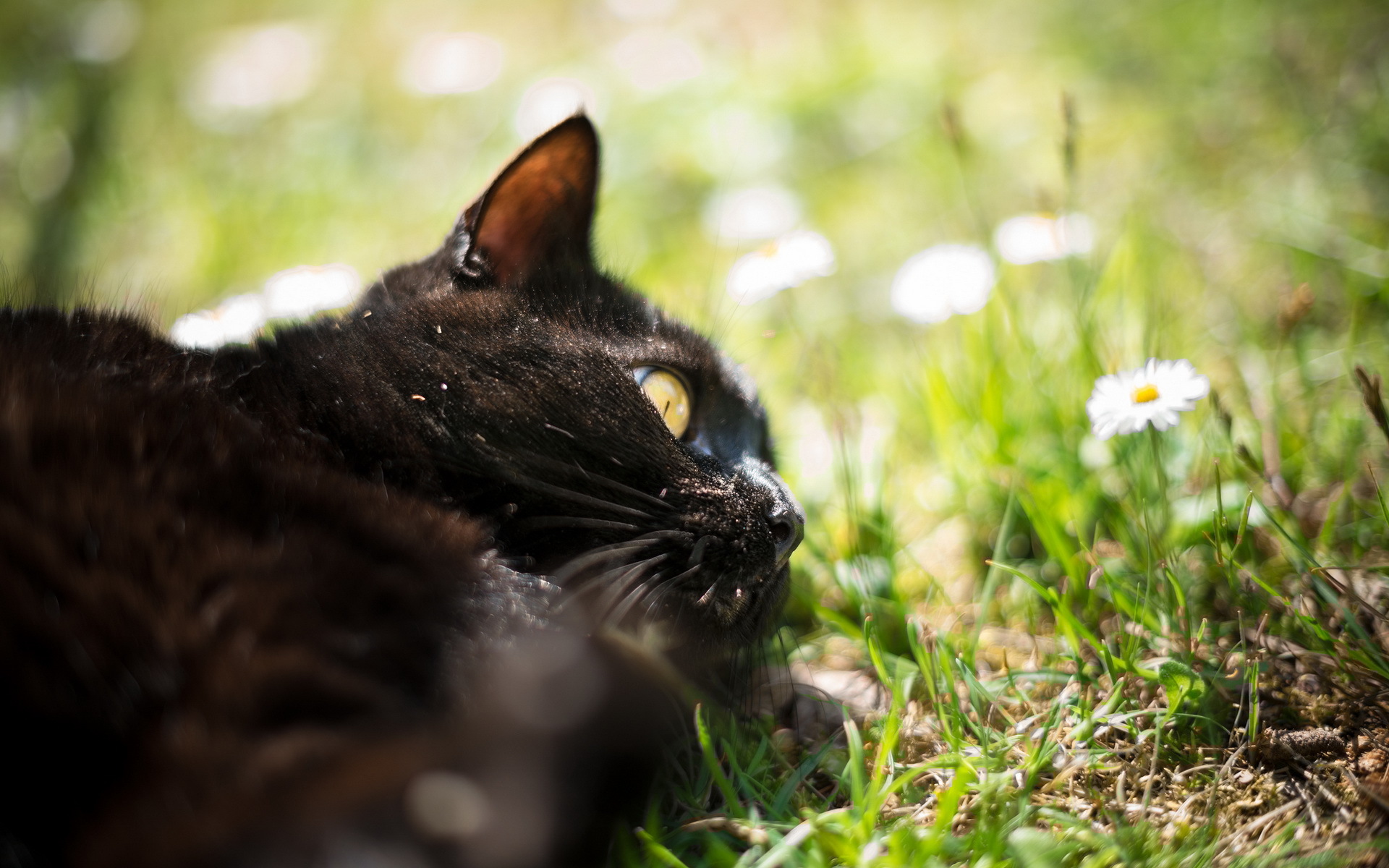 Baixar papel de parede para celular de Gato, Gatos, Animais gratuito.