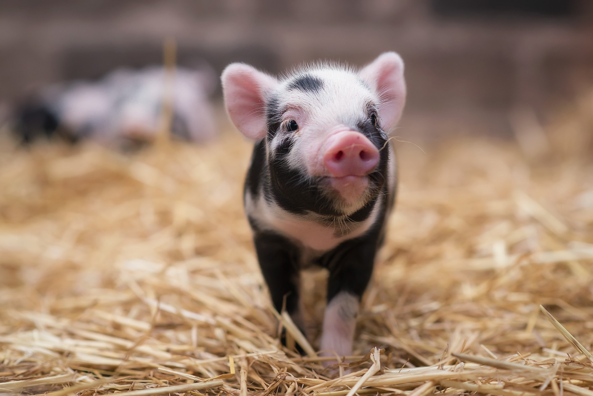 Baixe gratuitamente a imagem Animais, Porco, Animal Bebê na área de trabalho do seu PC