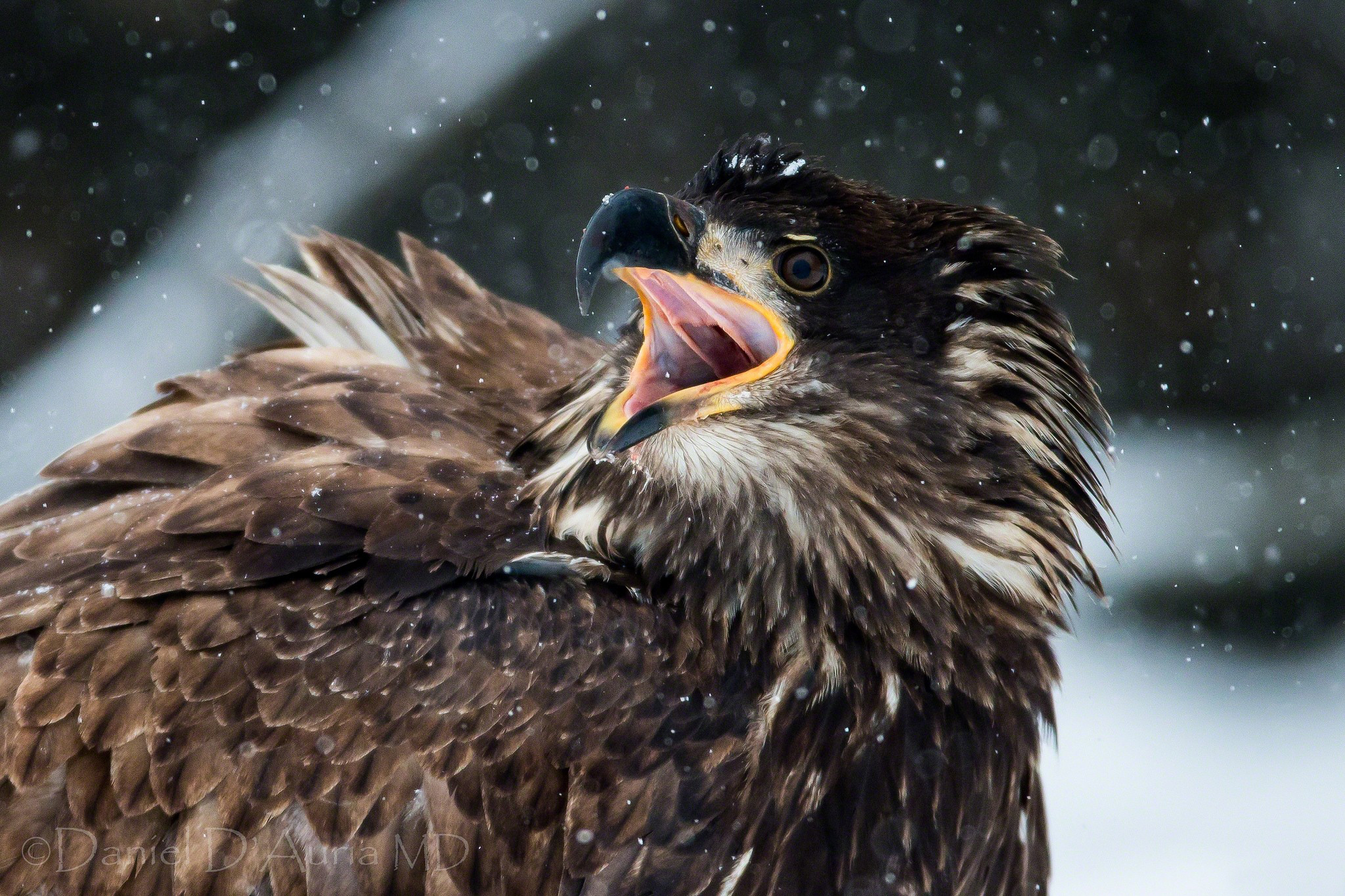 Descarga gratuita de fondo de pantalla para móvil de Águila, Aves, Animales.