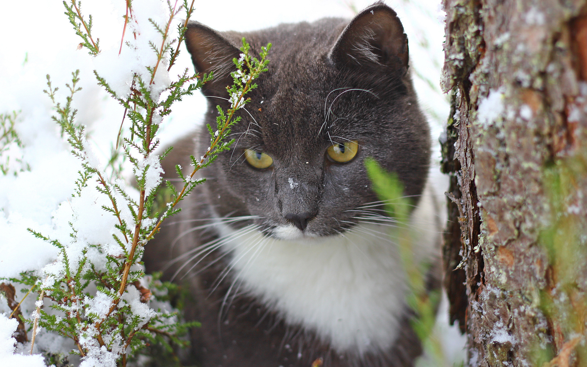 Handy-Wallpaper Tiere, Katze kostenlos herunterladen.