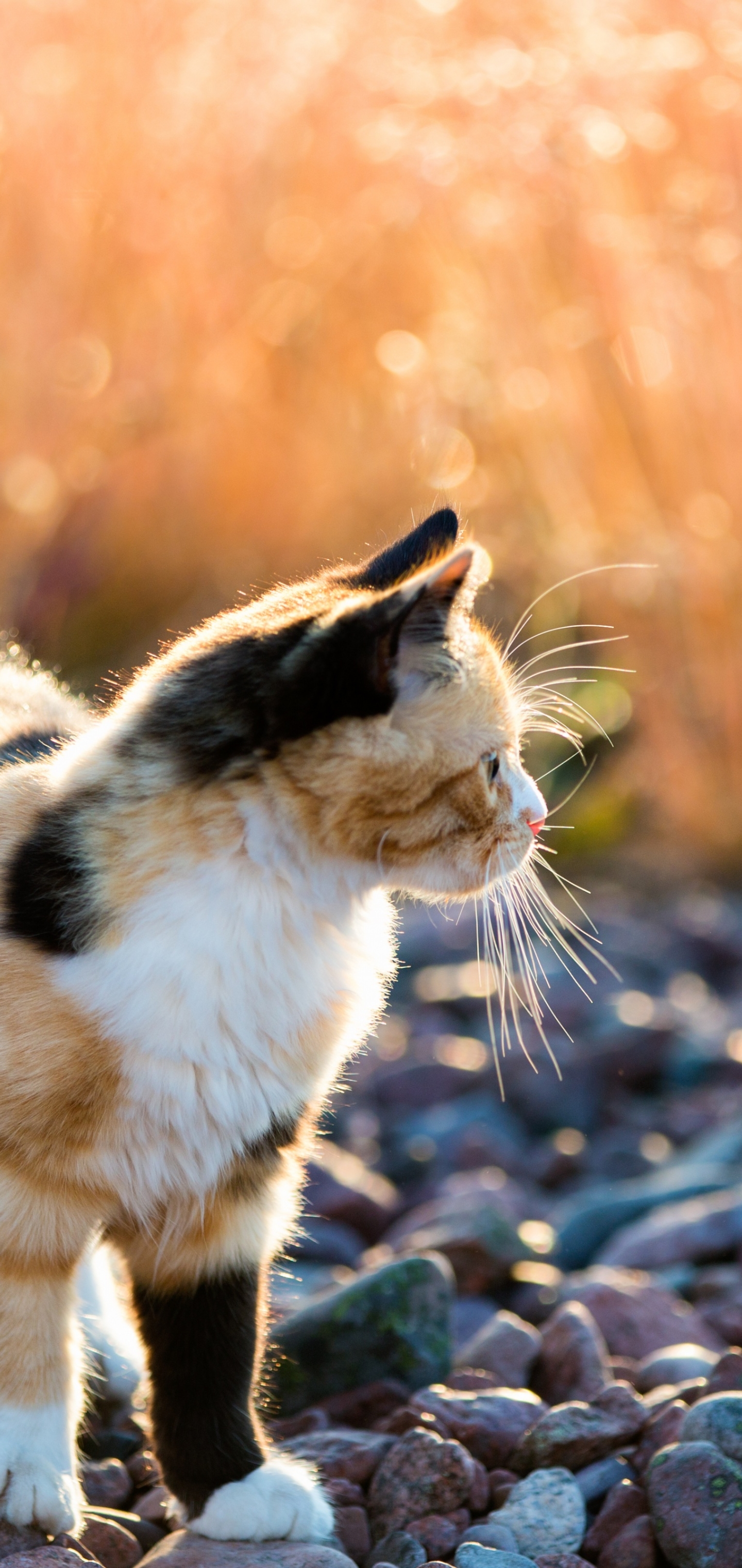 Handy-Wallpaper Katze, Katzen, Tiere kostenlos herunterladen.