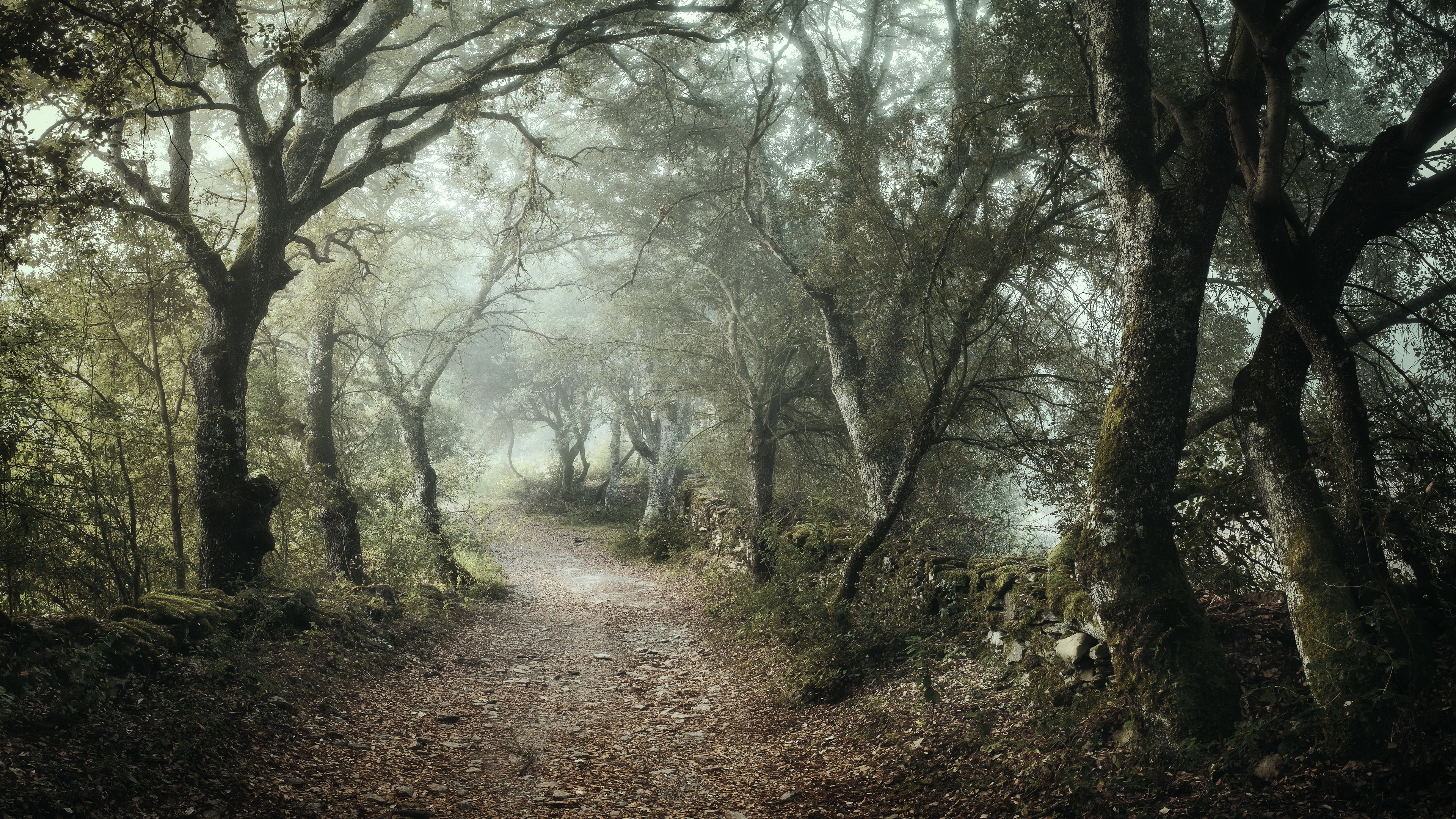 Baixar papel de parede para celular de Caminho, Floresta, Terra/natureza, Neblina gratuito.