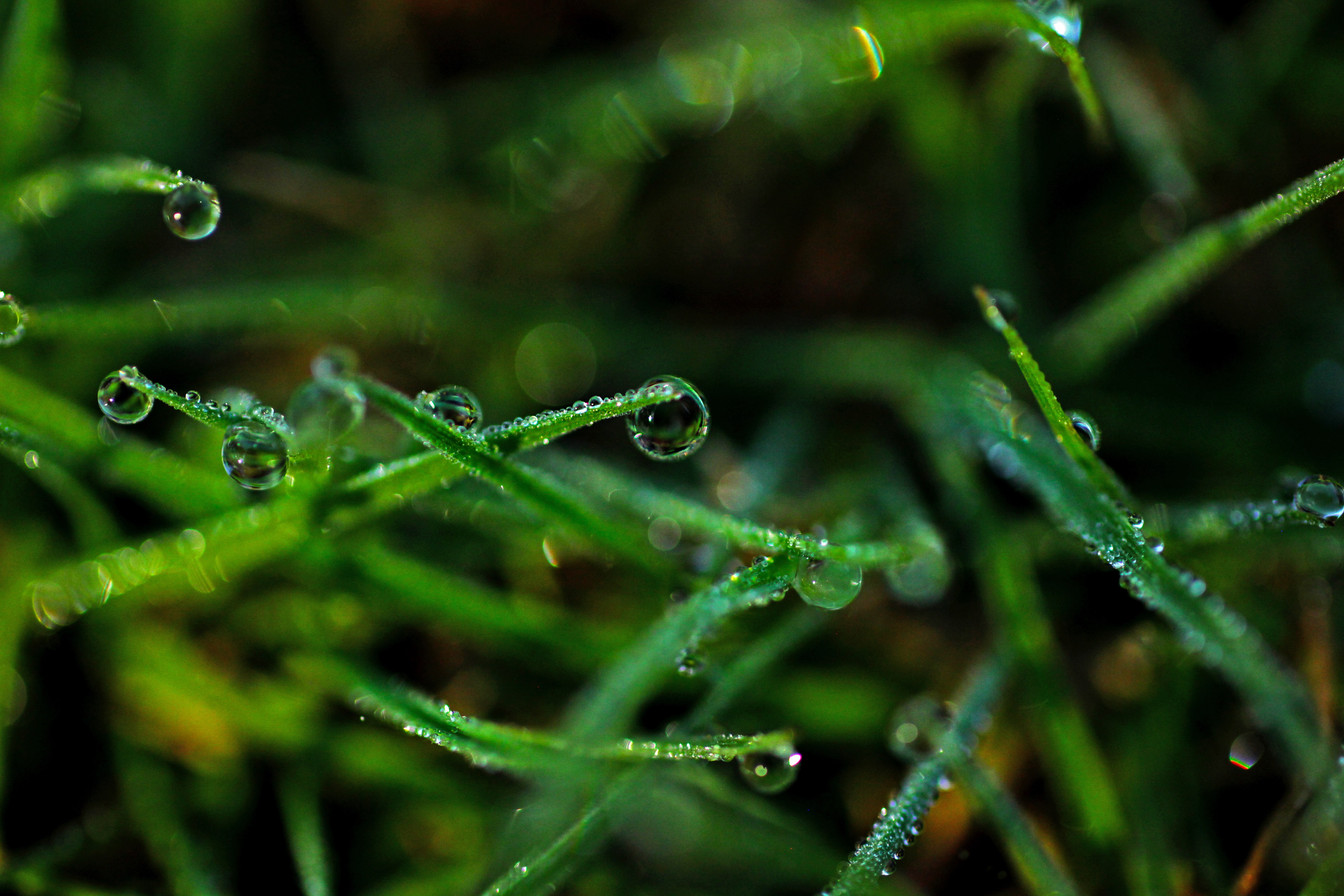 Download mobile wallpaper Dew, Grass, Macro, Drops for free.
