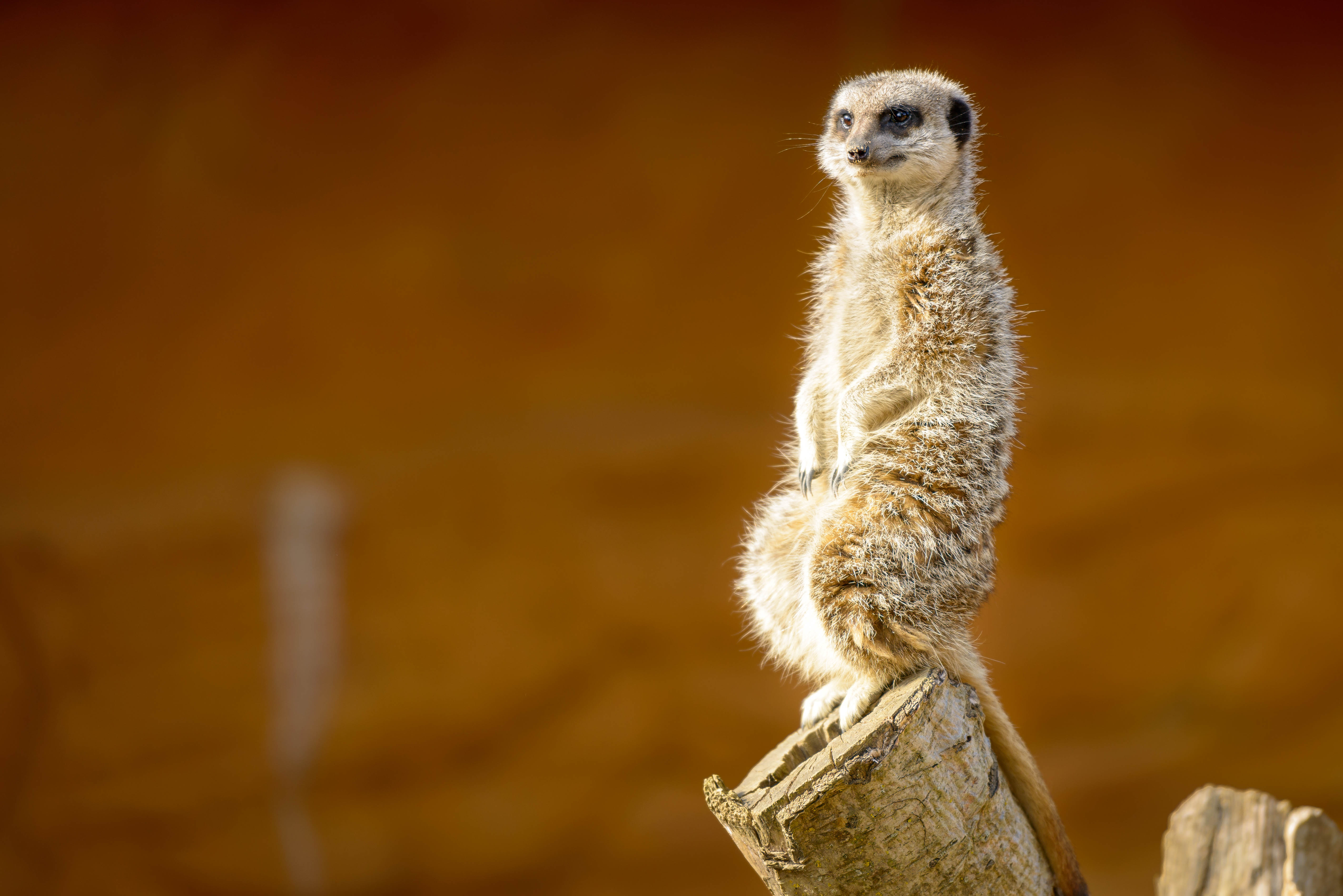 meerkat, nice, animals, animal, sweetheart, surikat HD wallpaper