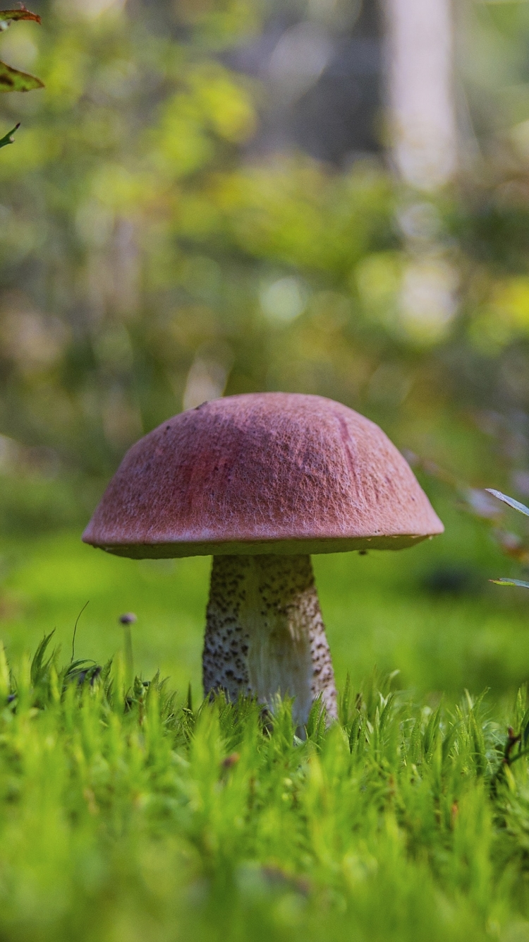 Téléchargez des papiers peints mobile Champignon, Terre/nature gratuitement.