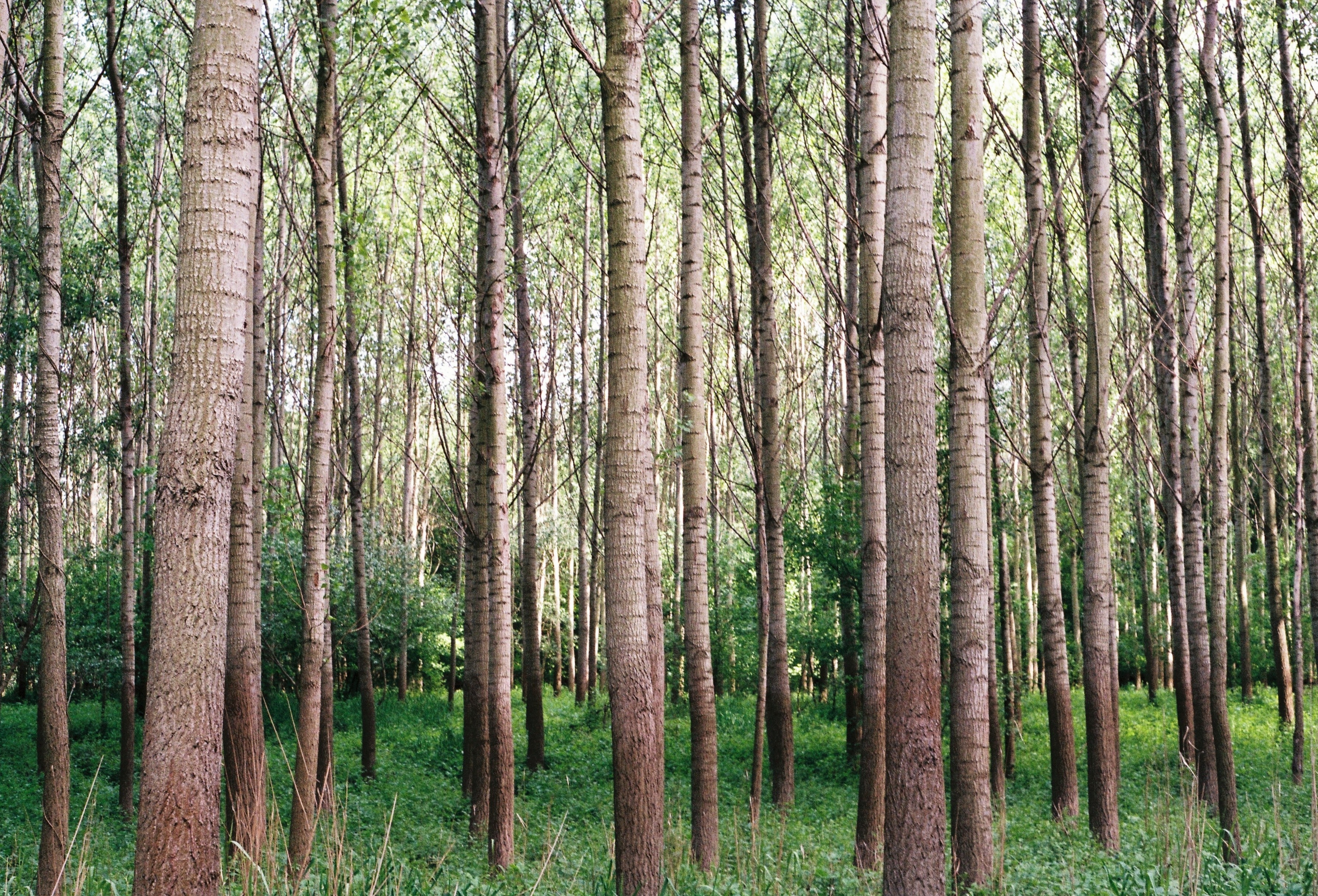 Baixe gratuitamente a imagem Árvores, Grama, Floresta, Natureza na área de trabalho do seu PC
