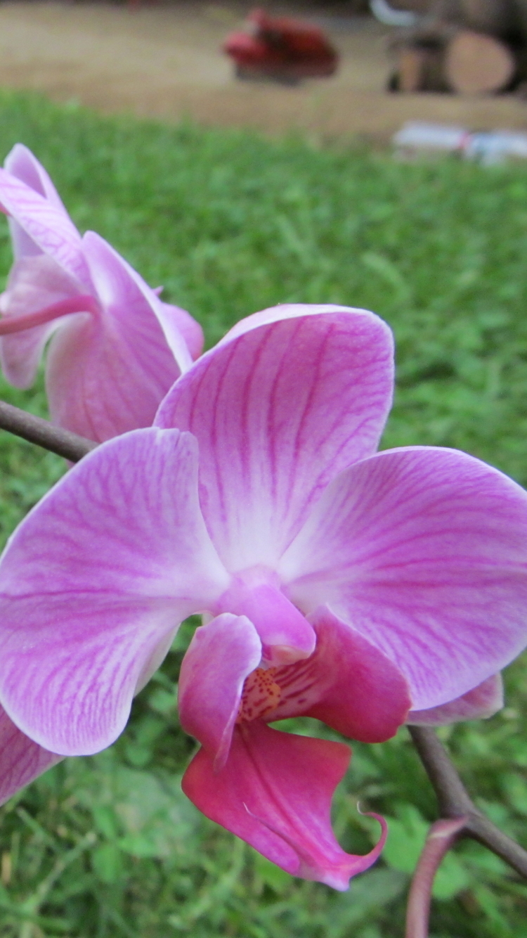 Скачать картинку Орхидея, Земля/природа, Флауэрсы в телефон бесплатно.