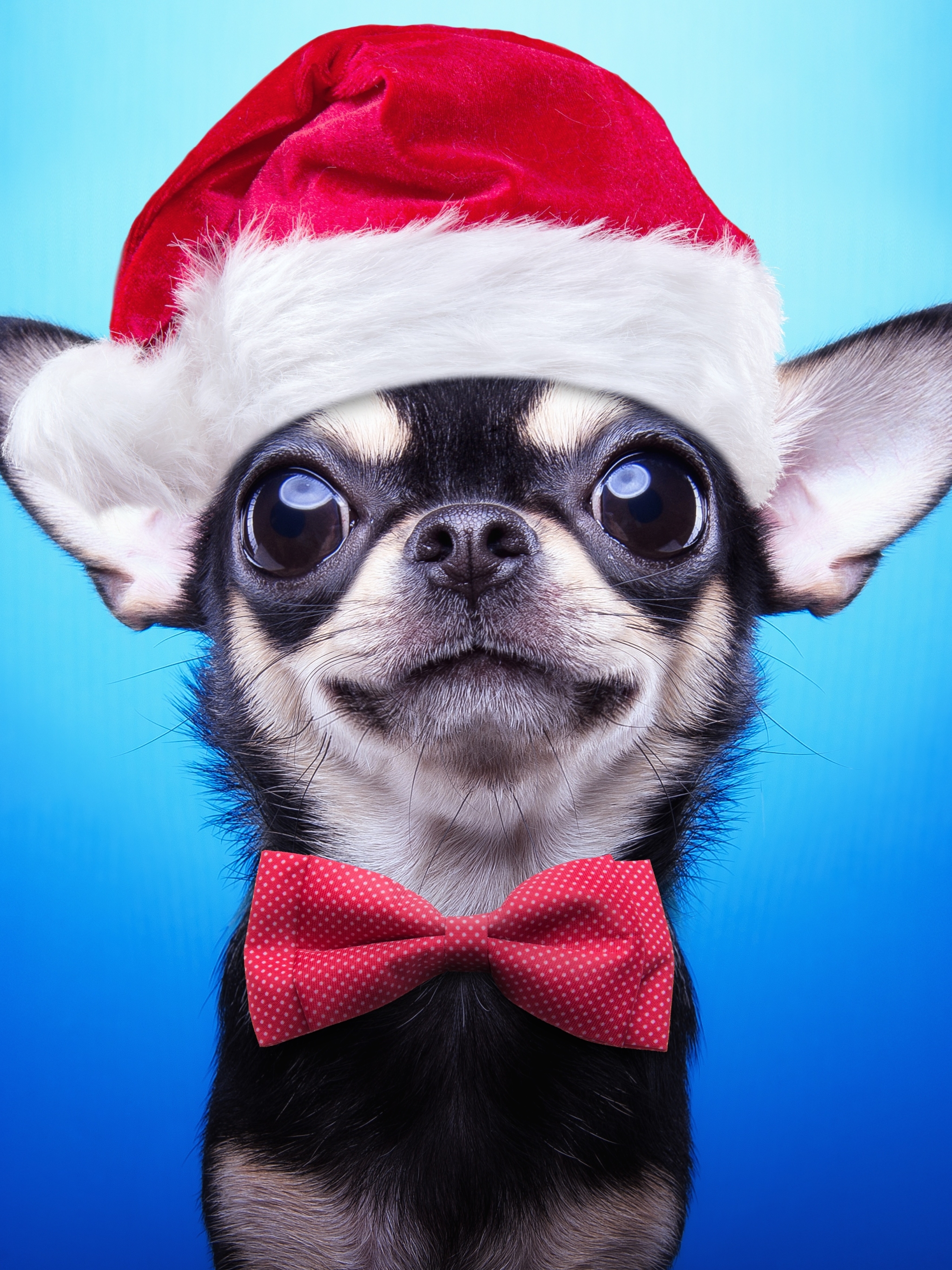 Baixar papel de parede para celular de Animais, Cães, Cão, Chihuahua, Gravata Borboleta, Gorro Do Papai Noel gratuito.